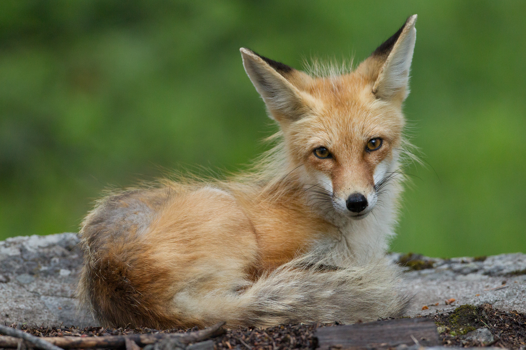 FoxStare.jpg