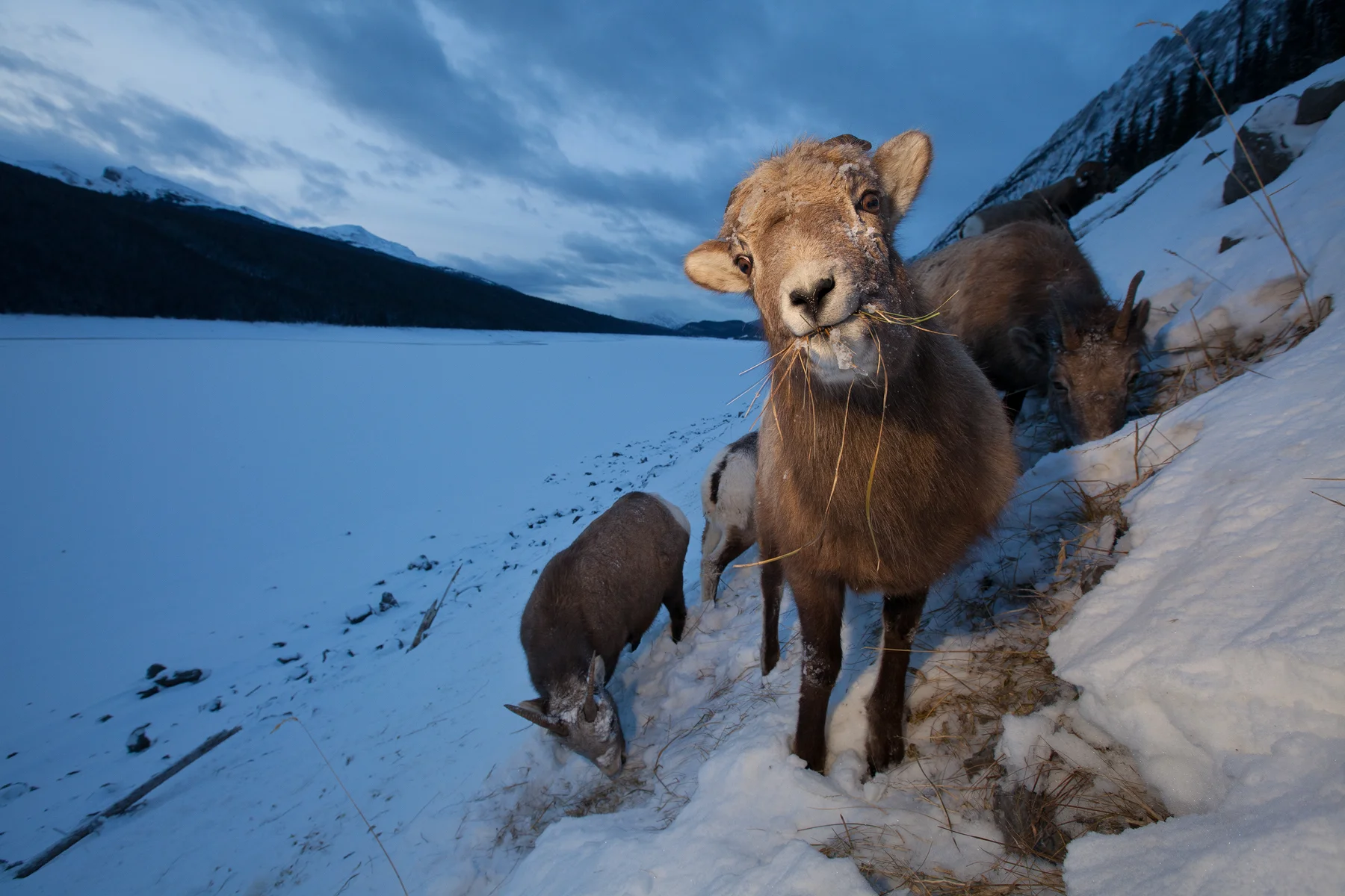 A Rocky Mountain Bighorn Sheep smiles for the camera with a mouthful of grass. Taken in Jasper National Park, Canada. Image ©Connor Stefanison