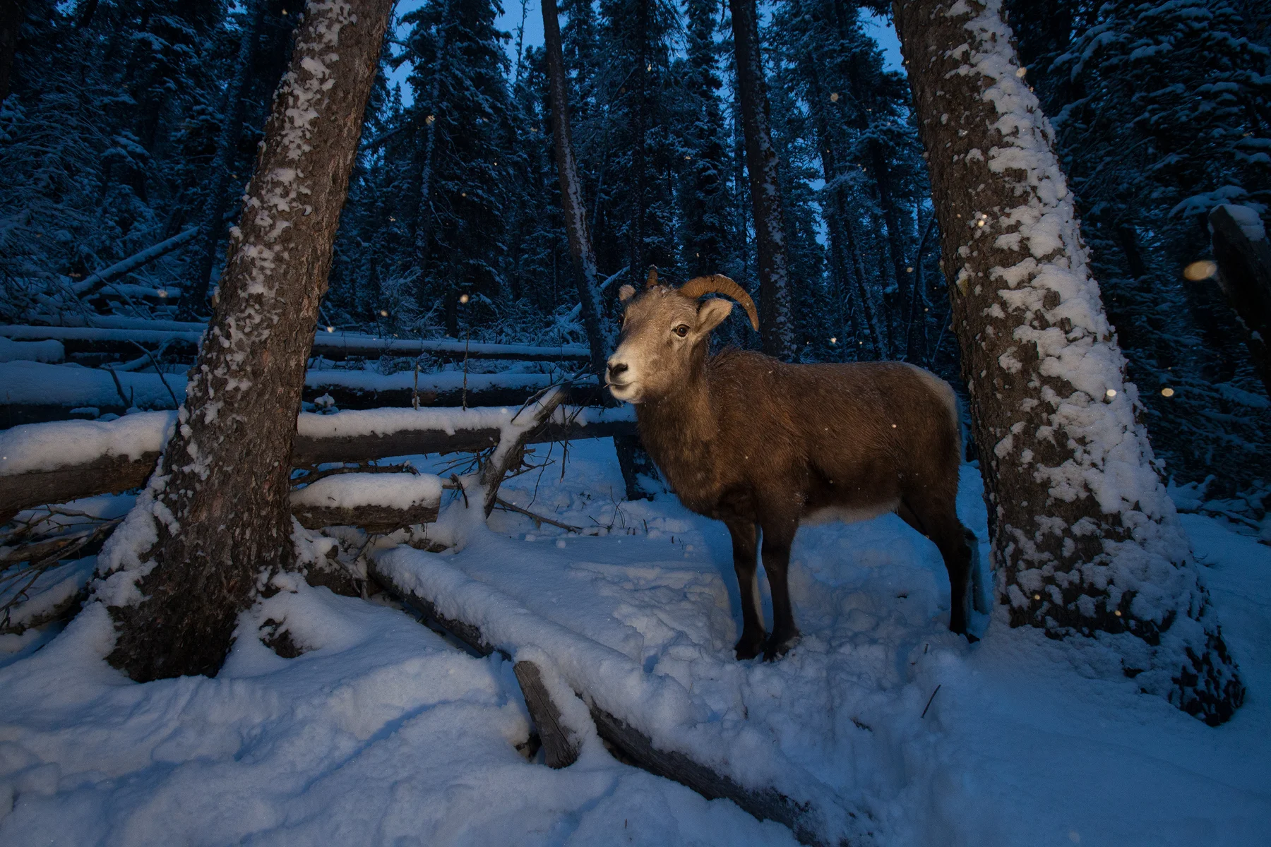 Rocky Mountain Bighorn Sheep Jasper National Park, Canada Image ©Connor Stefanison