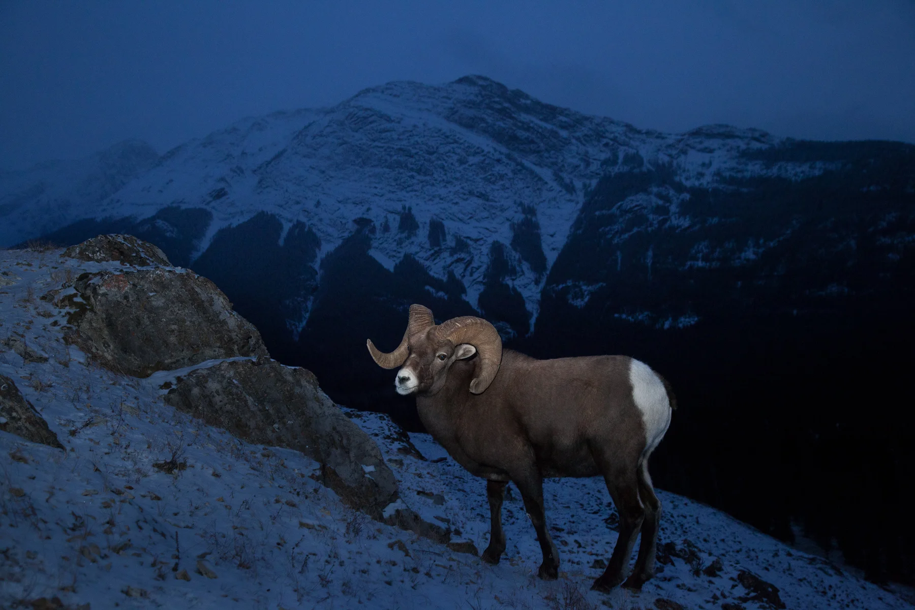 Rocky Mountain Bighorn Sheep Jasper National Park, Canada Image ©Connor Stefanison