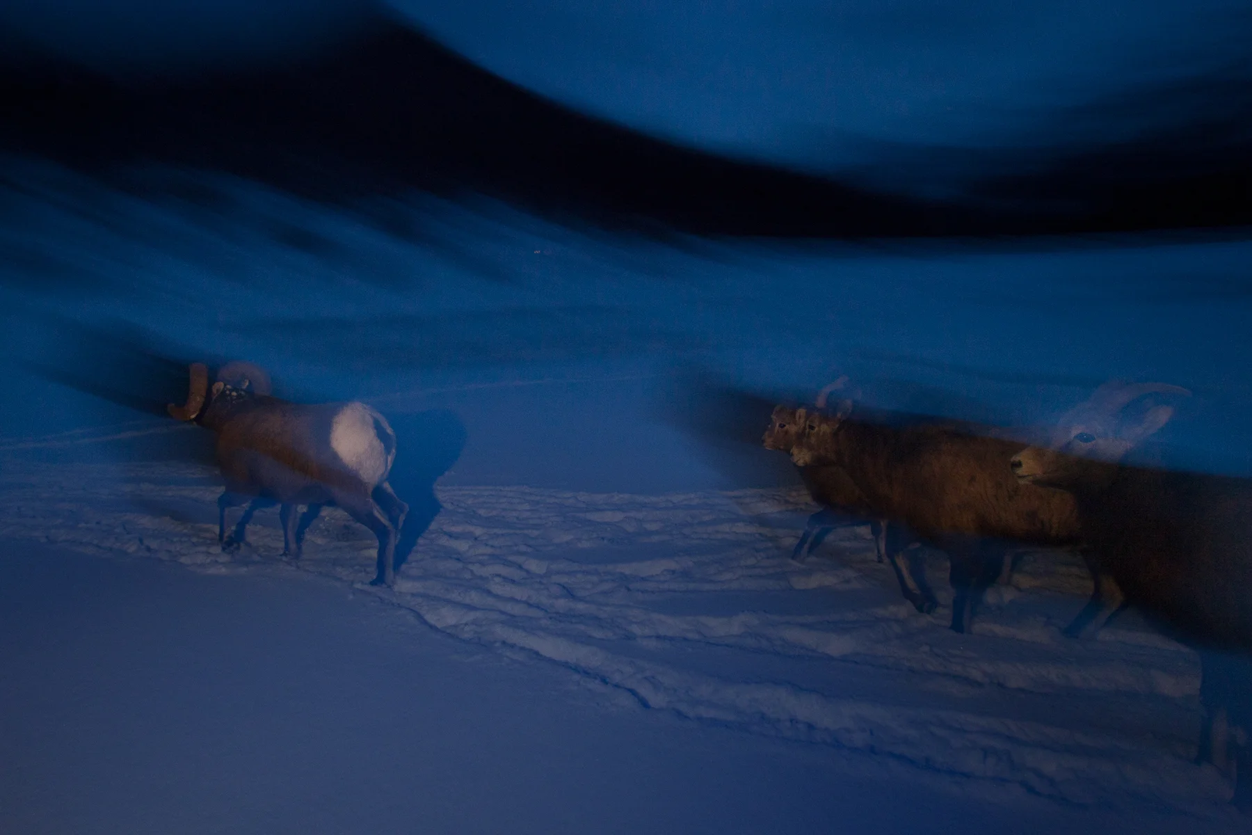 Rocky Mountain Bighorn Sheep Jasper National Park, Canada Image ©Connor Stefanison