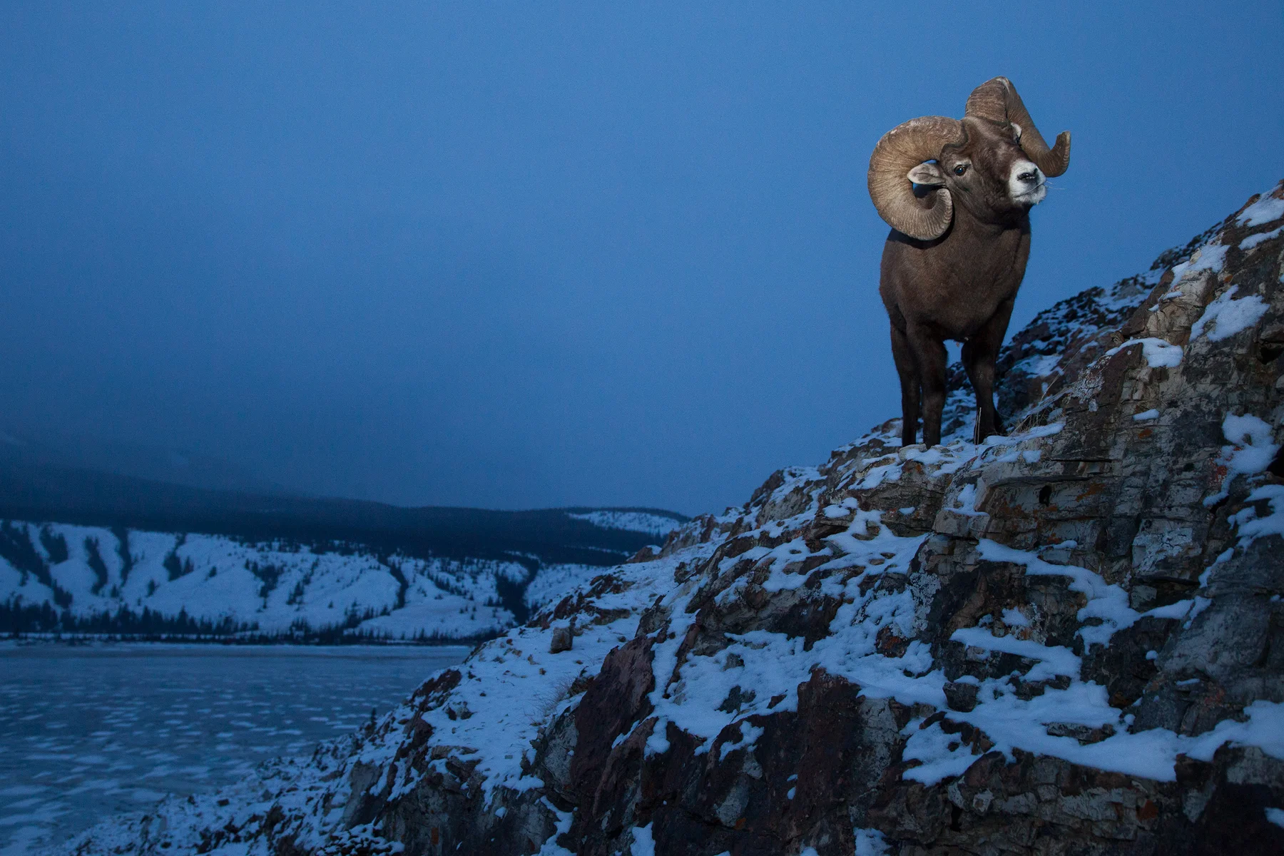 Rocky Mountain Bighorn Sheep Jasper National Park, Canada Image ©Connor Stefanison