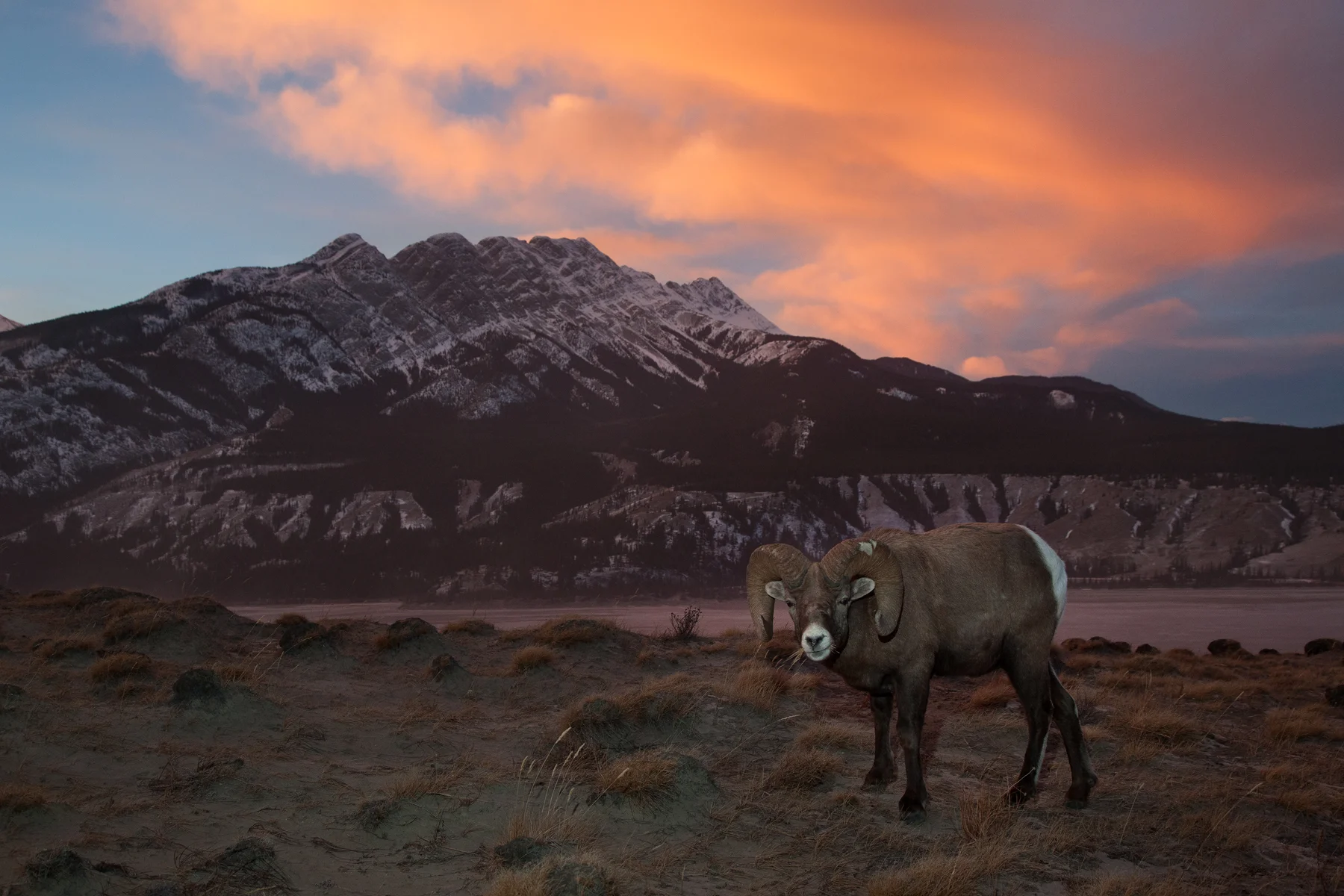 Rocky Mountain Bighorn Sheep Jasper National Park, Canada Image ©Connor Stefanison
