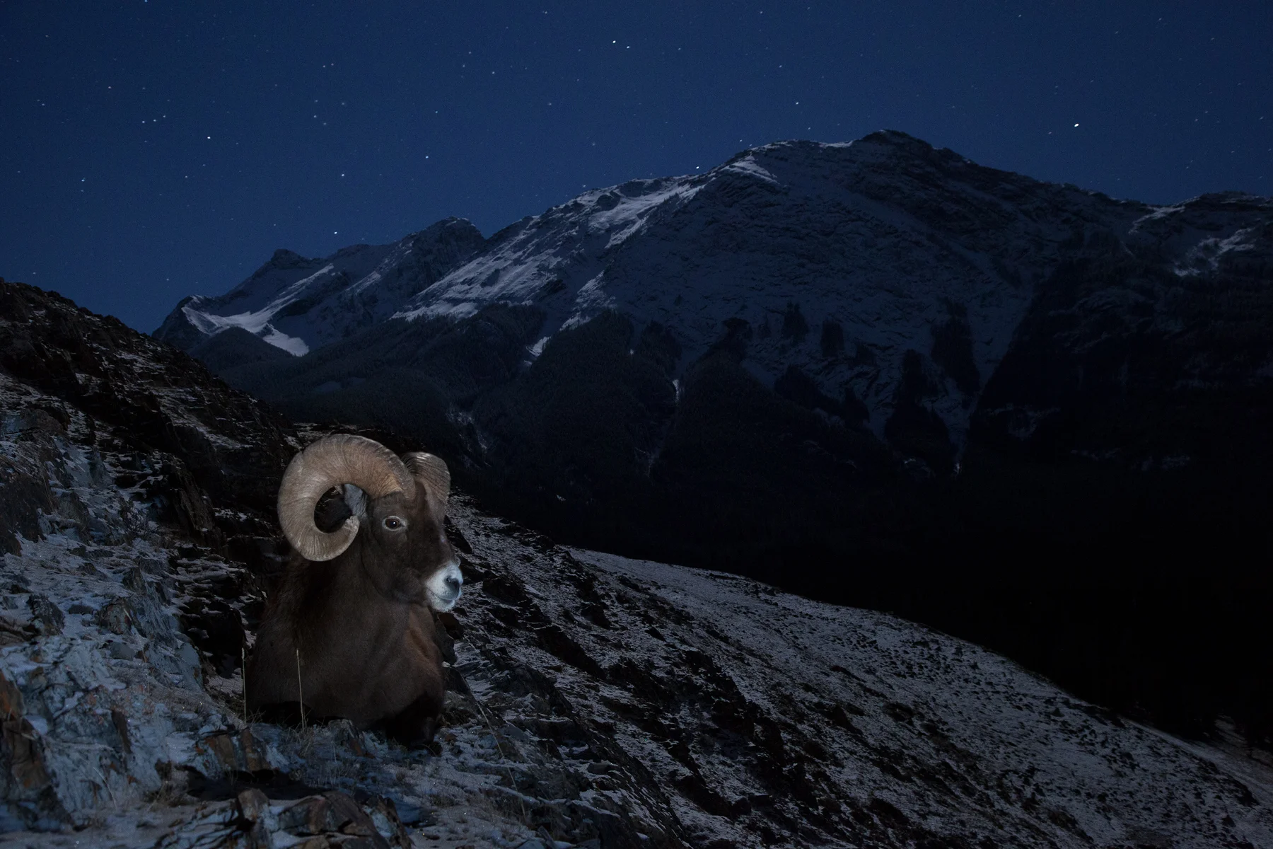 Rocky Mountain Bighorn Sheep Jasper National Park, Canada Image ©Connor Stefanison