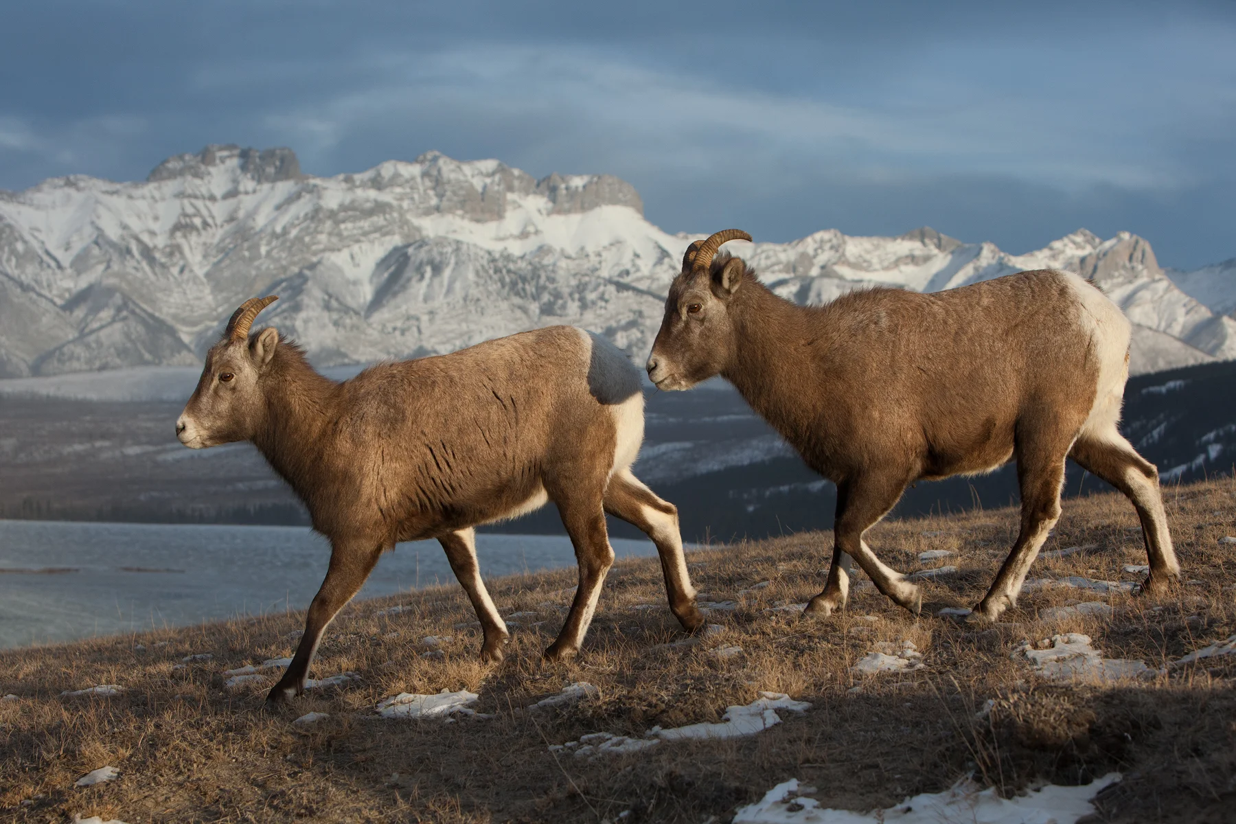 Rocky Mountain Bighorn Sheep Jasper National Park, Canada Image ©Connor Stefanison