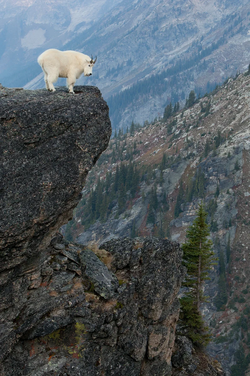 Mountain Goat Southeastern B.C, Canada Image ©Connor Stefanison