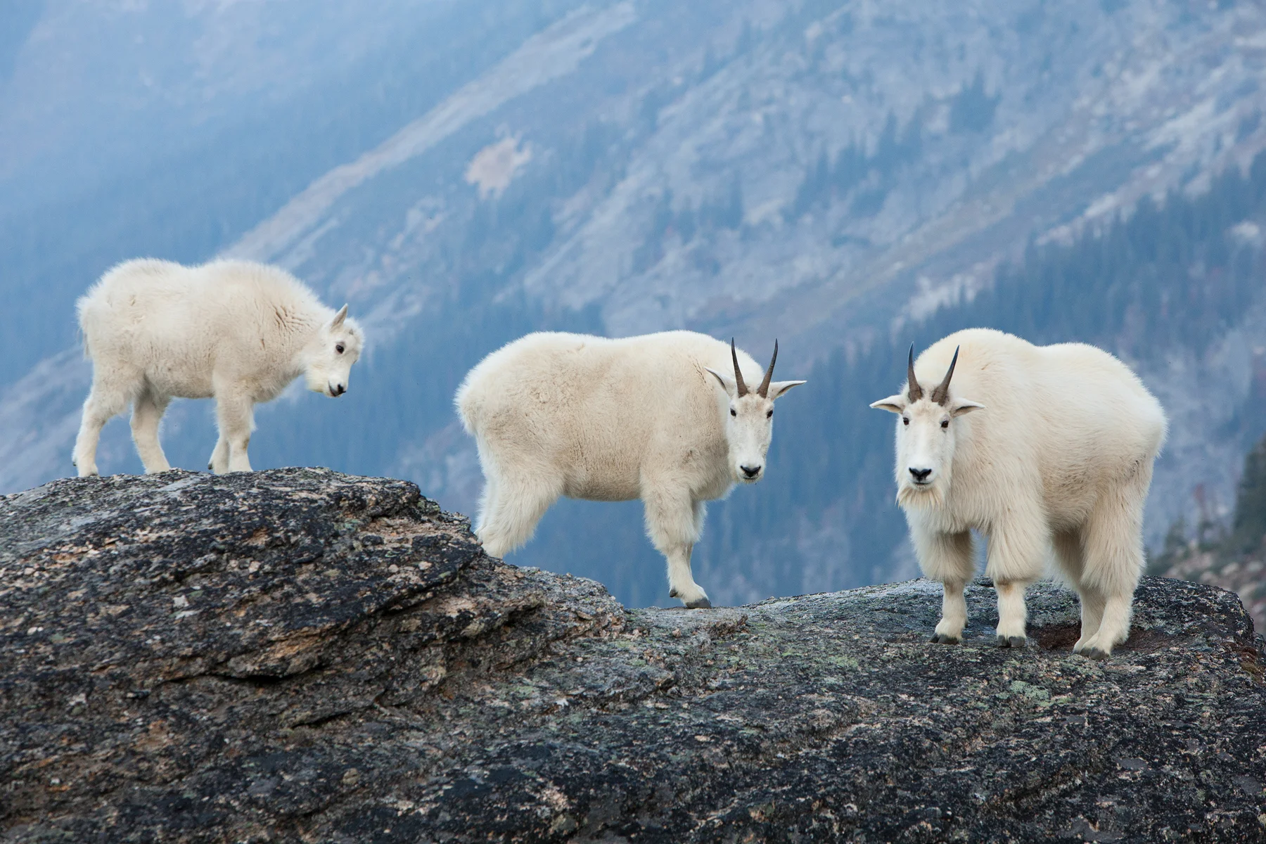 Mountain Goats Southeastern B.C, Canada Image ©Connor Stefanison