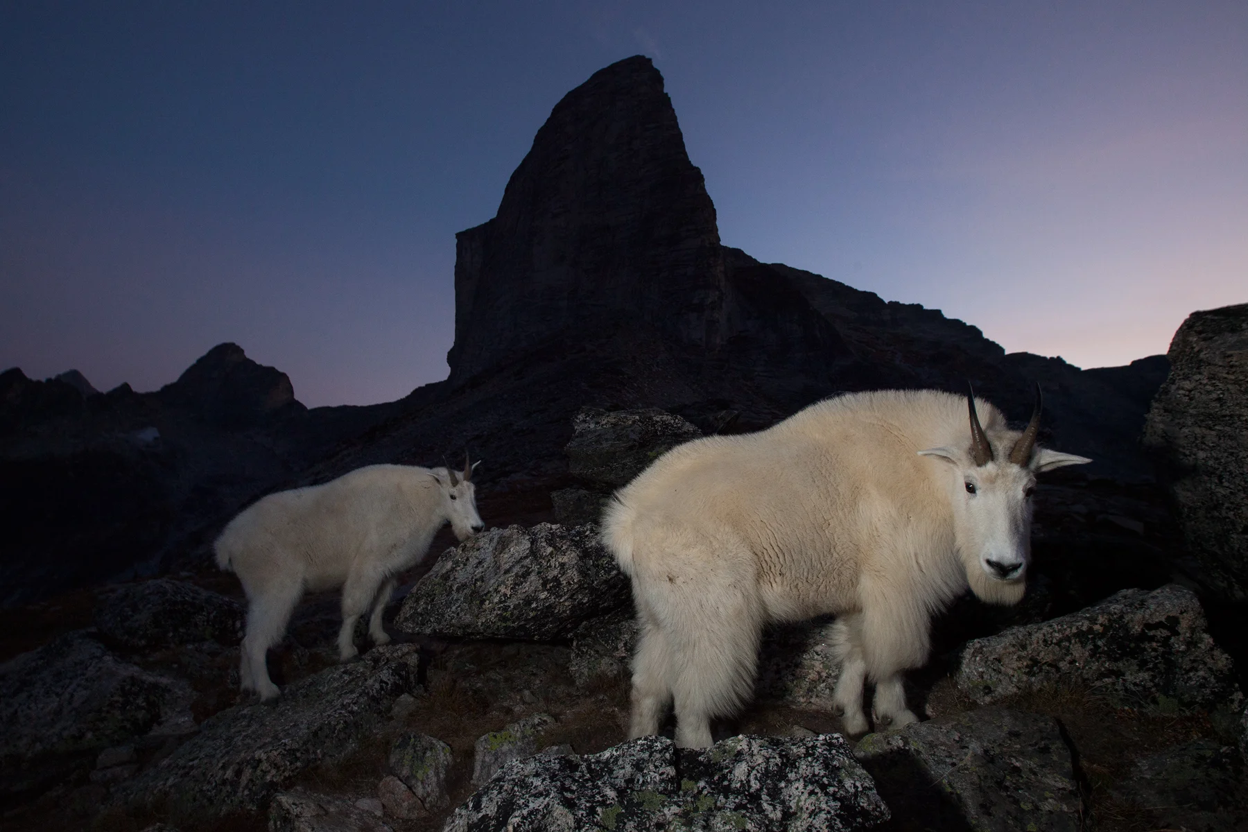 Mountain Goats Southeastern B.C, Canada Image ©Connor Stefanison
