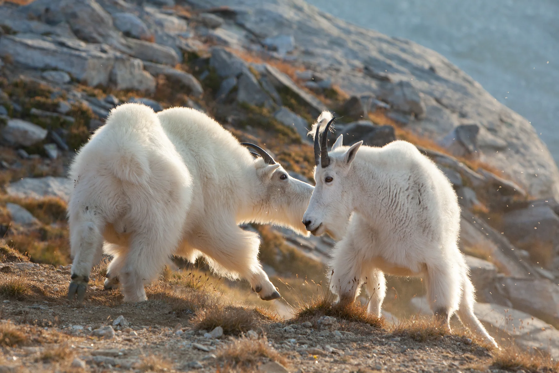 Mountain Goats Southeastern B.C, Canada Image ©Connor Stefanison