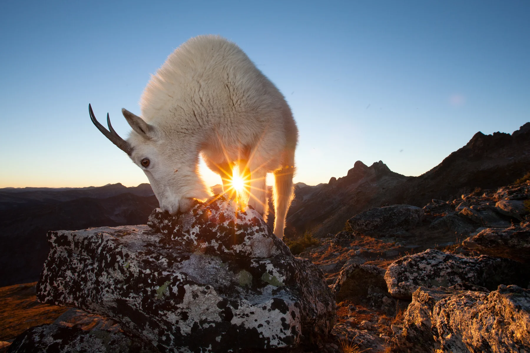 Mountain Goat Southeastern B.C, Canada Image ©Connor Stefanison