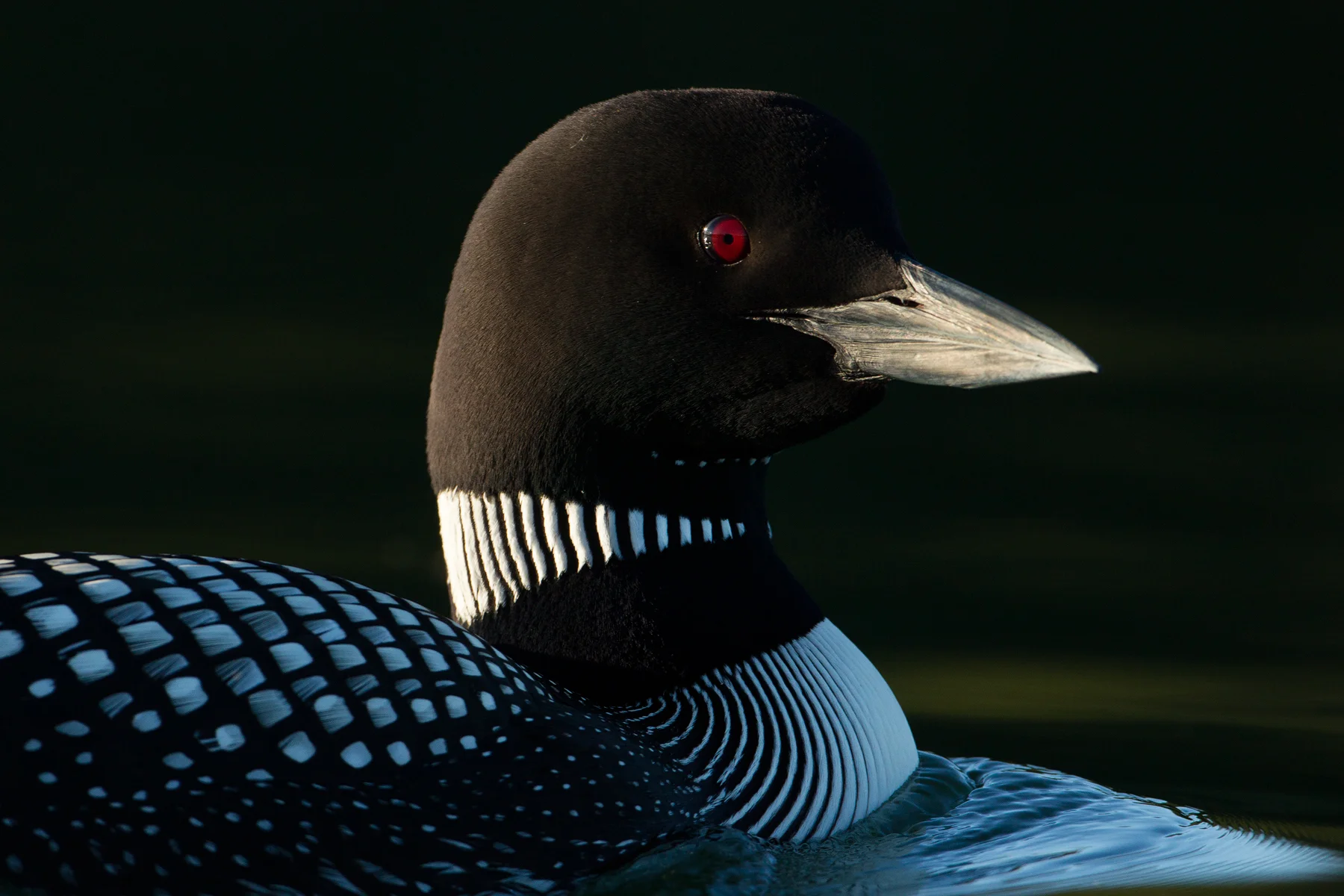 Last light on a Common Loon in the B.C Interior of Canada. Image ©Connor Stefanison