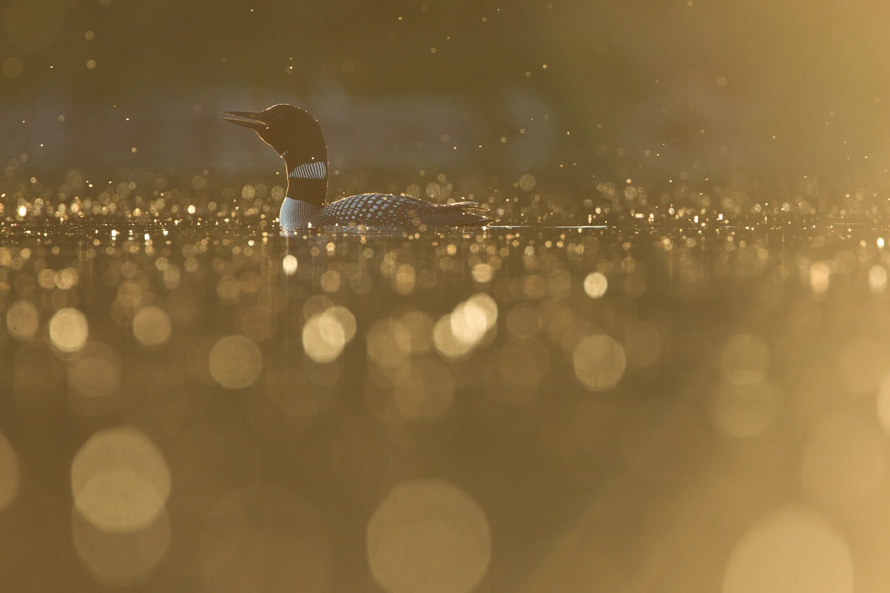 A Common Loon calls out at sunset in the B.C interior of Canada. Image ©Connor Stefanison