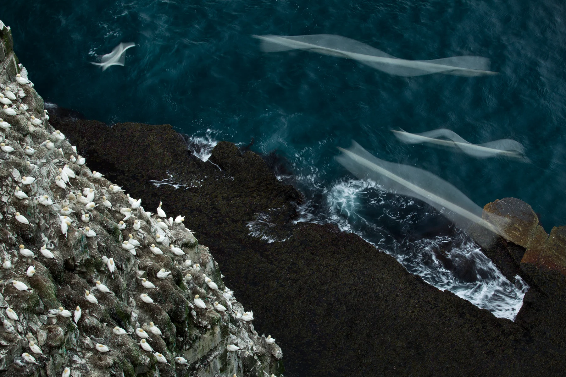 Northern Gannets at the Cape St. Mary's Ecological Reserve in Newfoundland, Canada. Image ©Connor Stefanison