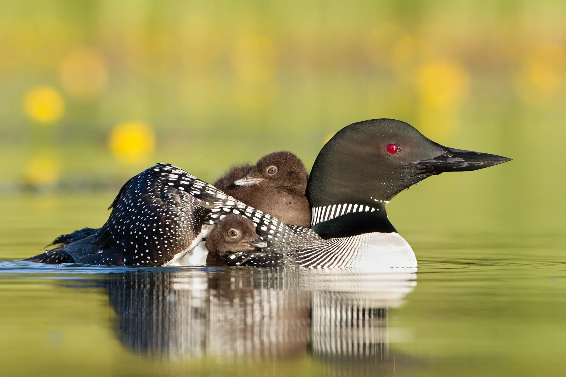 Loon chicks take a rest by hitching a ride on their mother's back. Taken in the B.C interior of Canada. Image ©Connor Stefanison