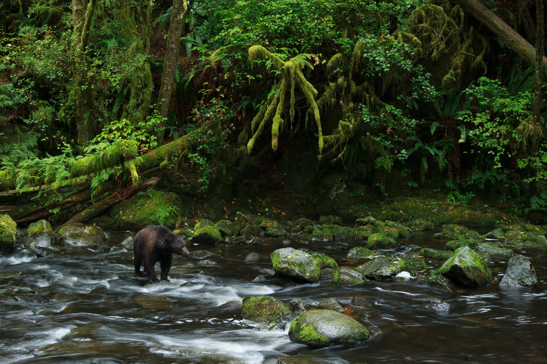 A Black Bear fishes for Sockeye Salmon on Vancouver Island in B.C, Canada. Image ©Connor Stefanison