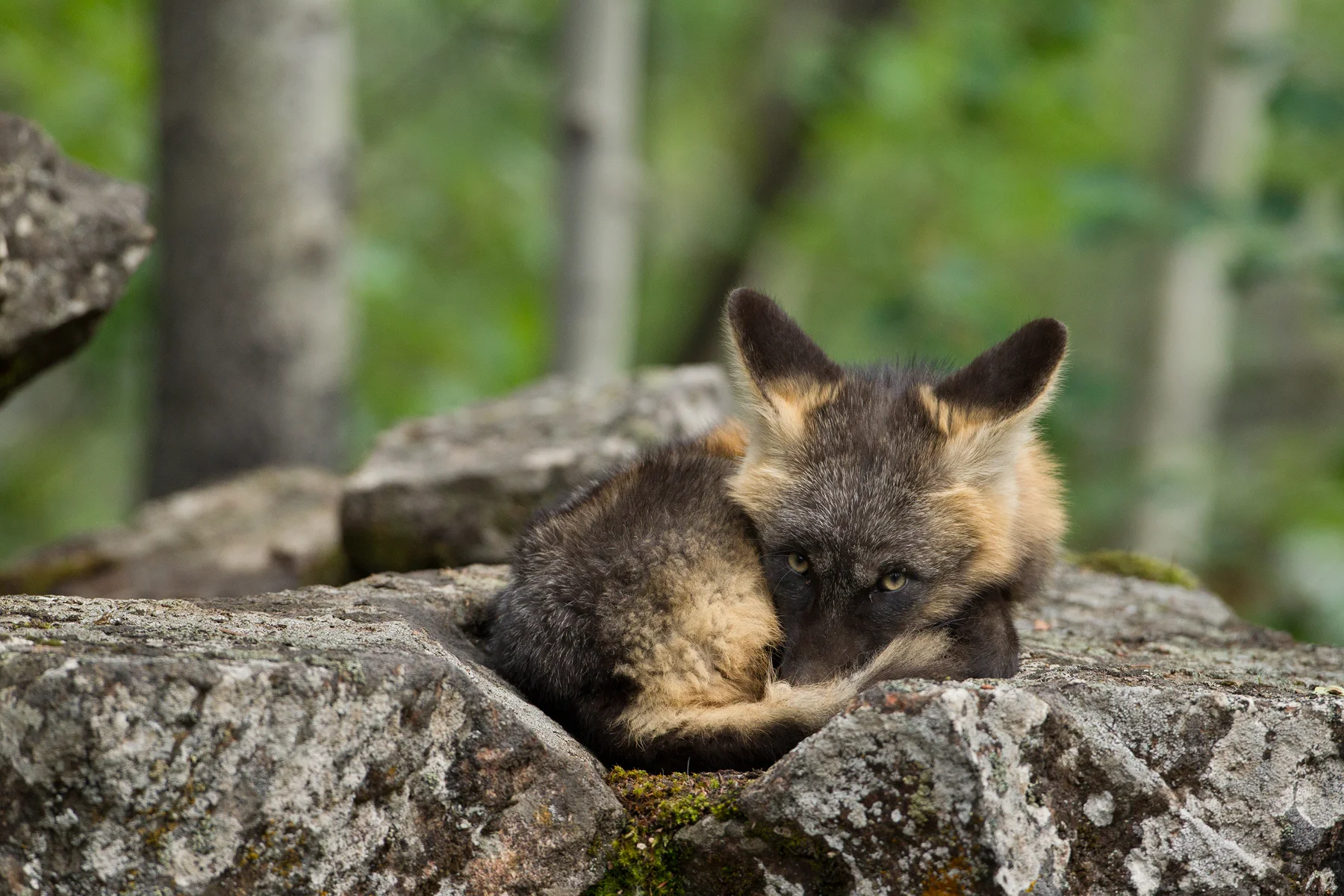 A Cross Fox pup beds down above the den as it waits for its parents to return with food. Taken in the B.C interior of Canada. Image ©Connor Stefanison