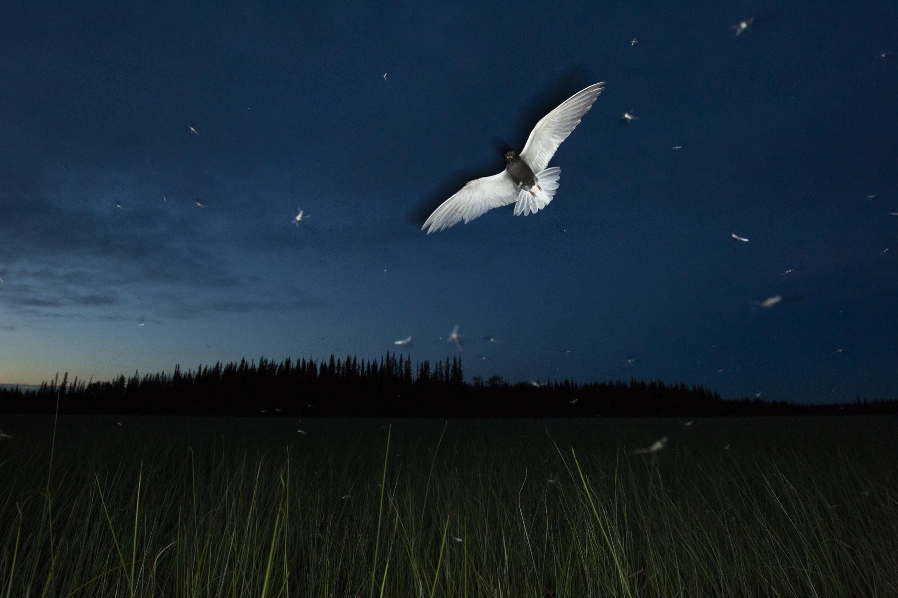 A Black Tern flies through a cloud of insects at dusk in the interior of British Columbia, Canada. Image ©Connor Stefanison