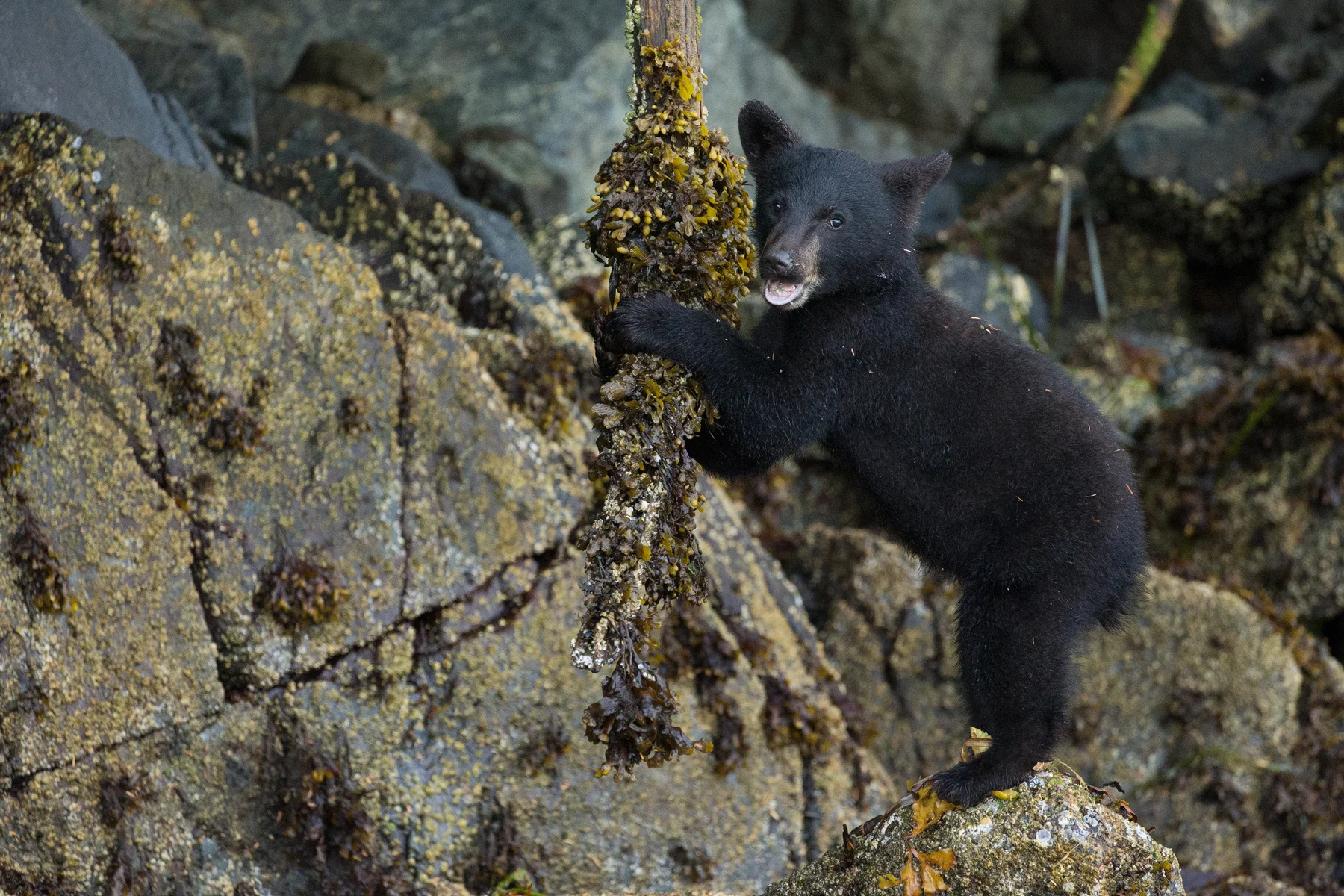 A Black Bear cub plays with a rockweed covered branch on Vancouver Island, B.C, Canada. Image ©Connor Stefanison