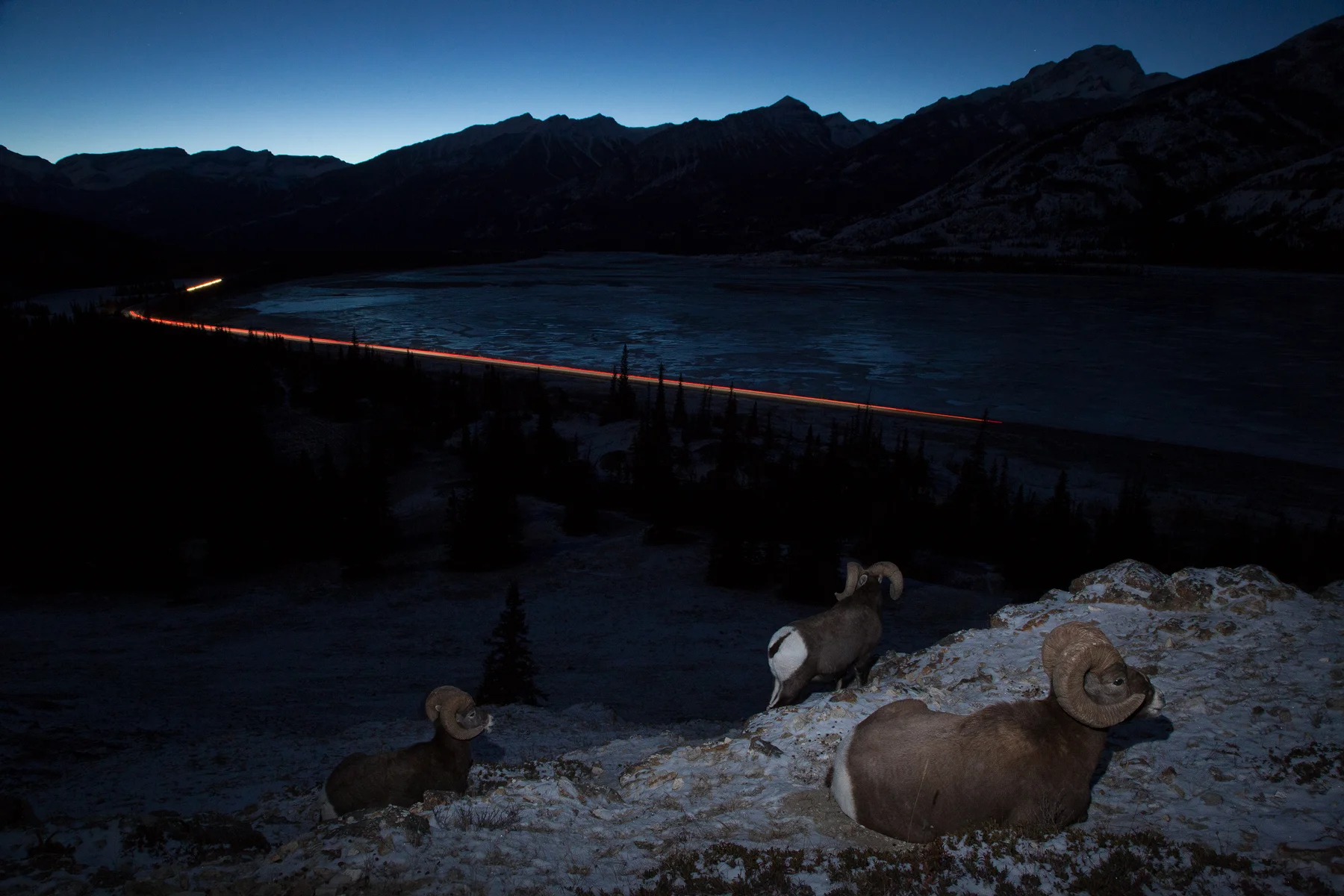 Rocky Mountain Bighorn Sheep bed down for the night above the highway in Jasper National Park, Canada. Image ©Connor Stefanison