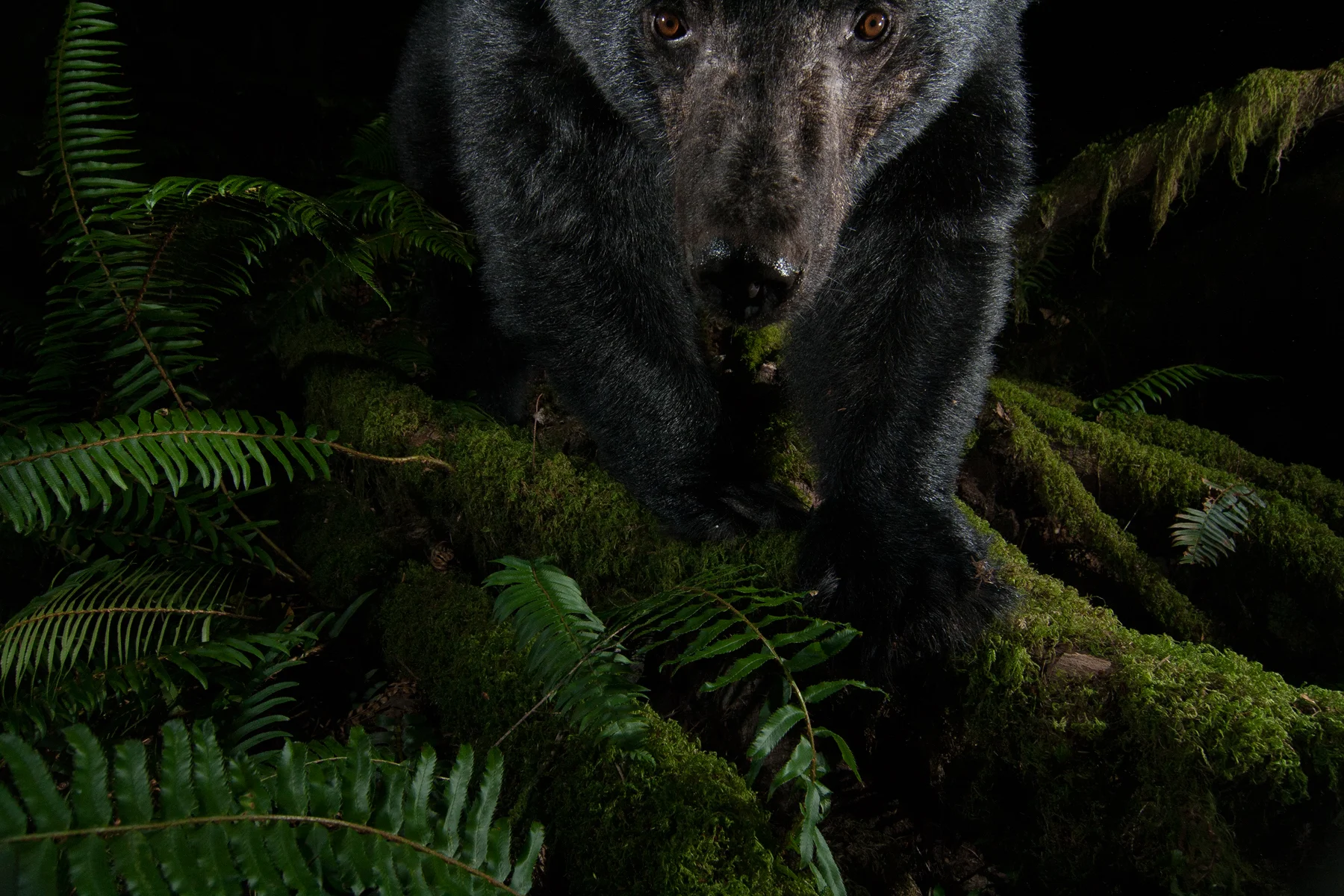 A Black Bear inspects my camera trap at night in a coastal temperate rainforest. Maple Ridge, British Columbia, Canada. Image ©Connor Stefanison