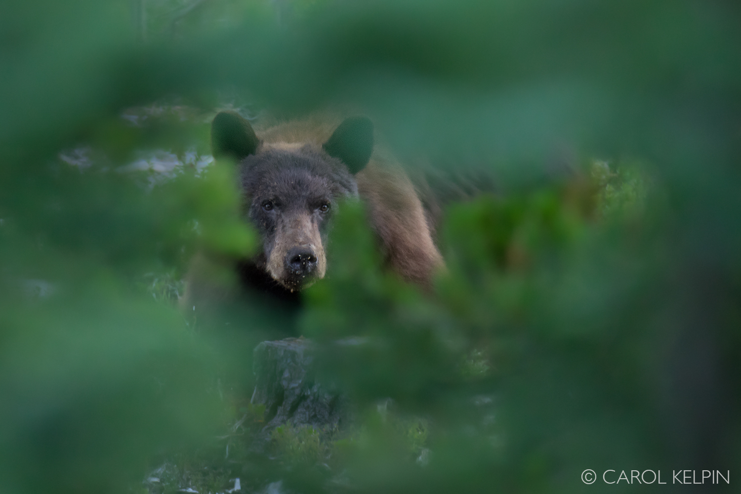 CarolBear.jpg