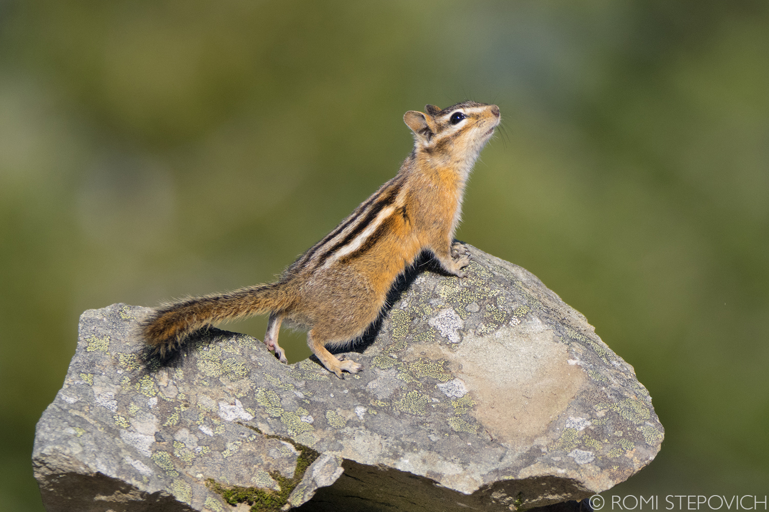 Chipmunk_RomiStepovich.jpg