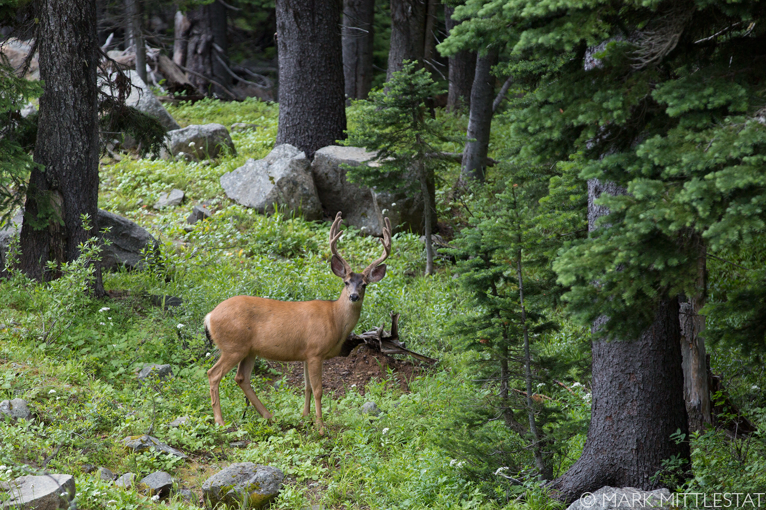 MULEBUCK2_Markmittlestat.jpg