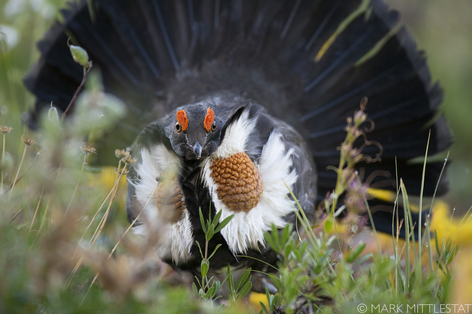 SootyGrouse1_MarkMittlestat.jpg