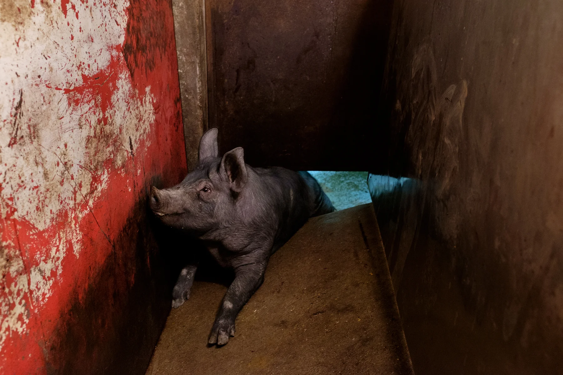 A pig lies trapped under a sliding door, moments before being slaughtered. Image ©Connor Stefanison