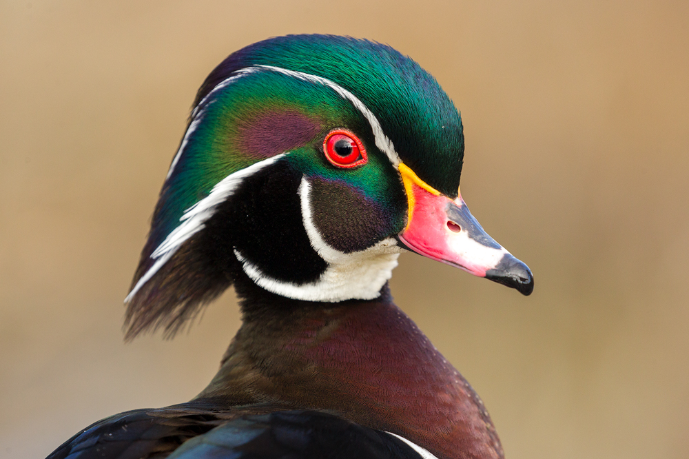 WoodDuck.jpg