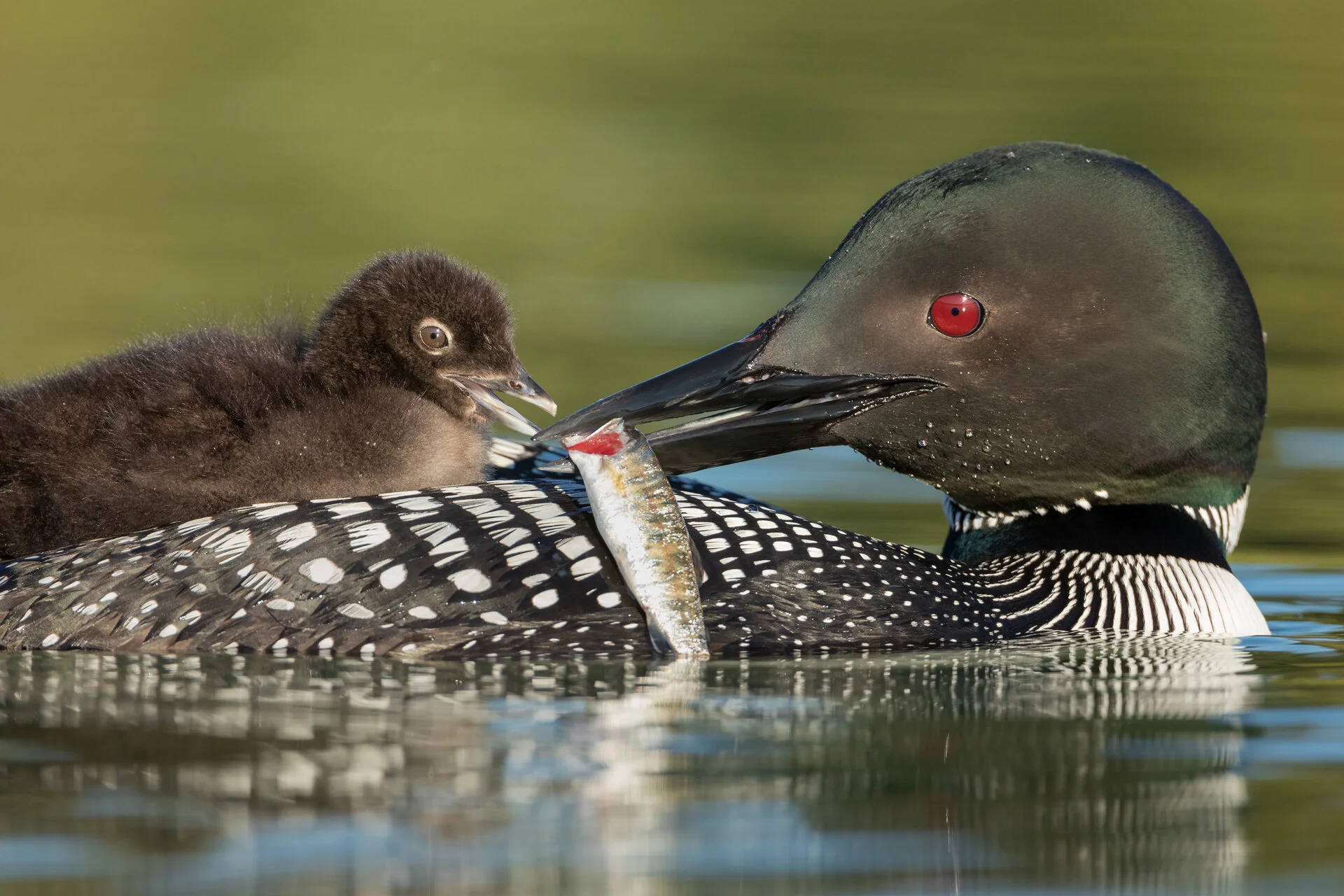 A Common Loon feeds its chick a Rainbow Trout fry on a lake in the Interior of British Columbia, Canada. Image ©Connor Stefanison
