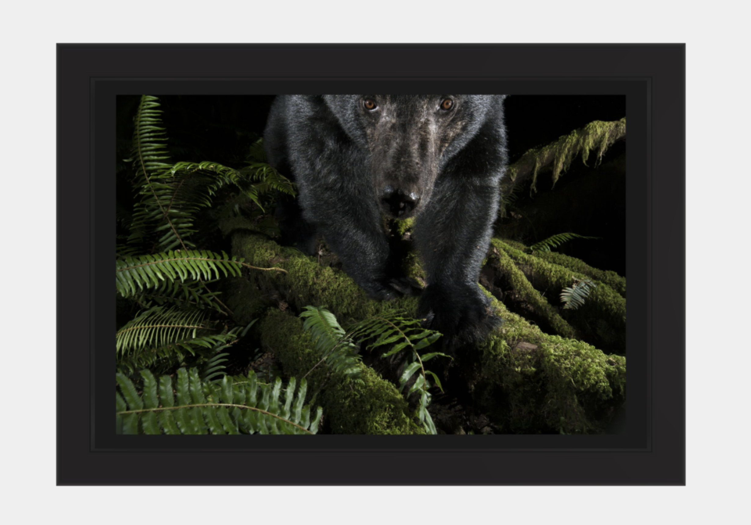 Print preview on Canon Website
