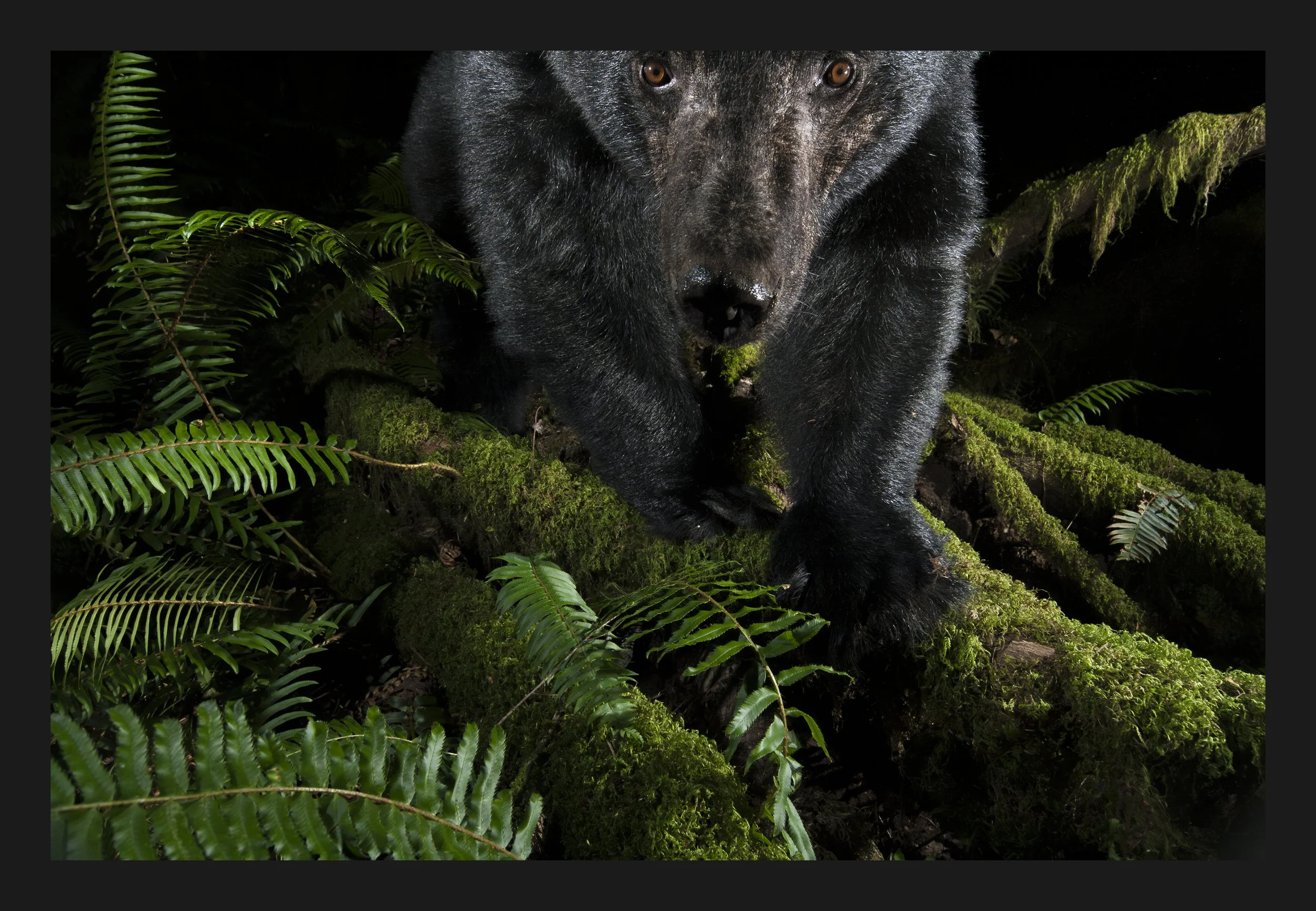 Image File I uploaded to Canon website