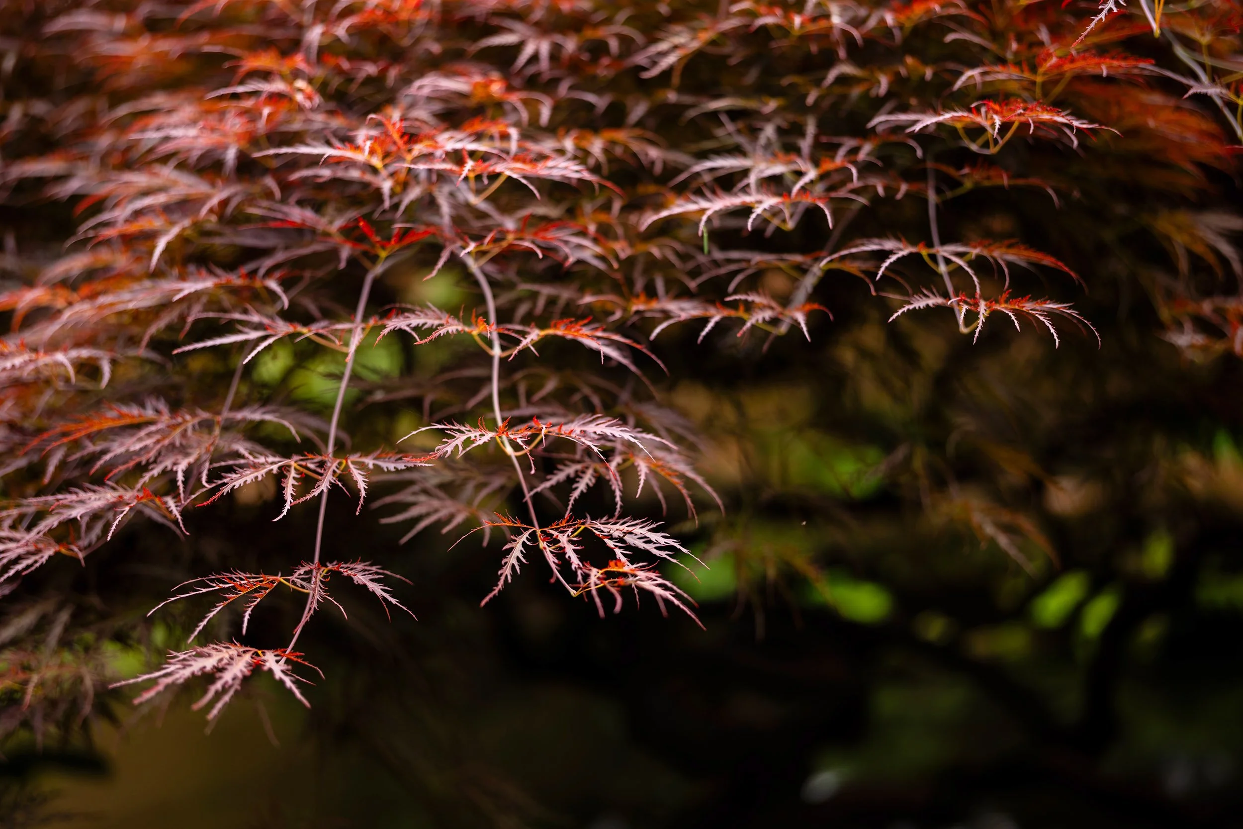 Japanese Maple tree at Tilford & Park Gardens in North Vancouver. Sample from a Sigma 35mm f/1.4 DG II Art.