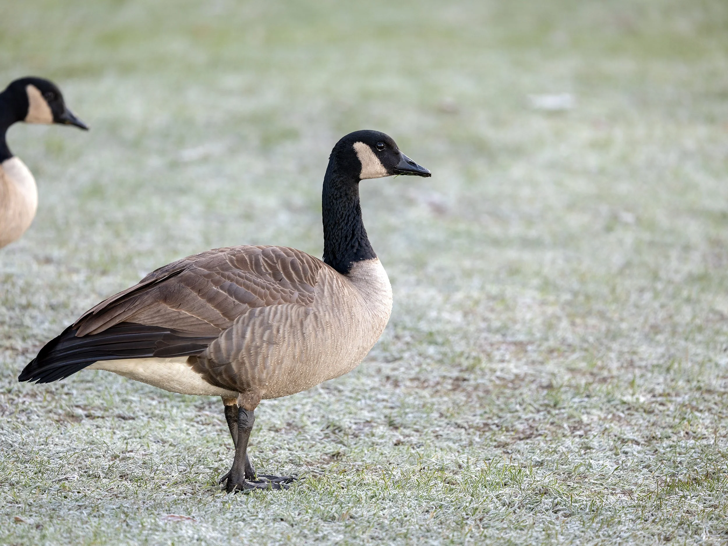 Canada Geese at English Bay. Sample image from a Fujifilm GFX 100S II and Fujifilm GF 500mm f/5.6 R LM OIS WR.