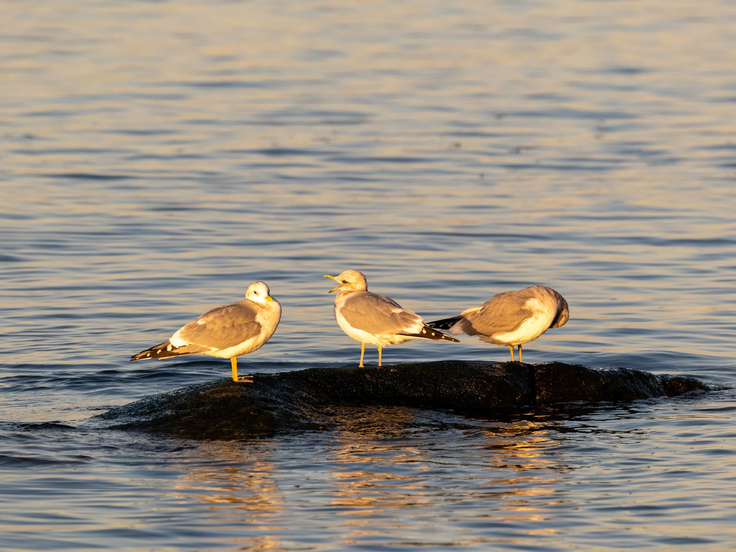 Seagulls at English Bay in Vancouver. Sample image from a Fujifilm GF 500mm f/5.6 R LM OIS WR and Fujifilm GFX 100S II.