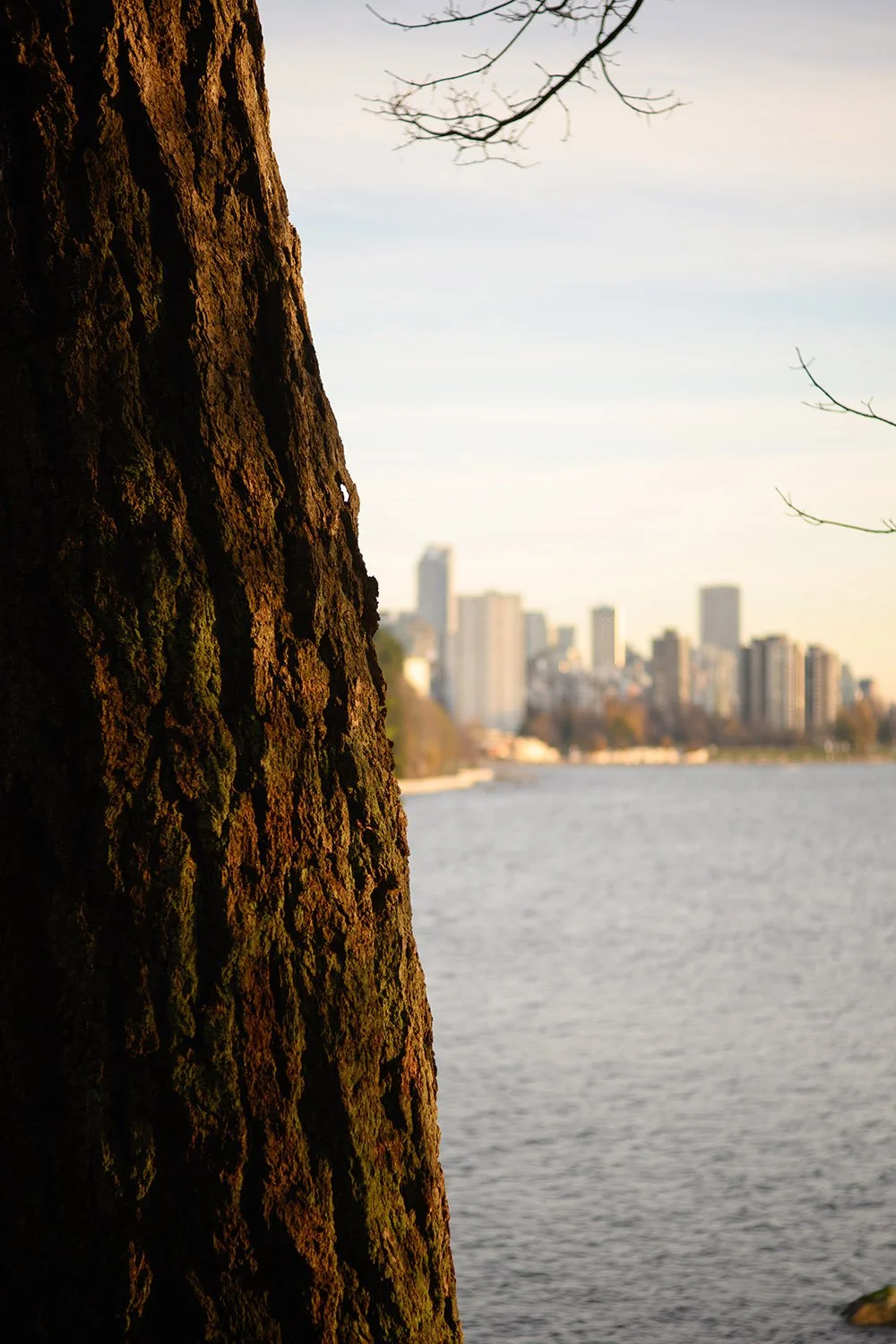 A tree by English Bay, Vancovuer. Sample image from a Nikon Zf and Voigtländer Ultron 75mm f/1.9 MC.