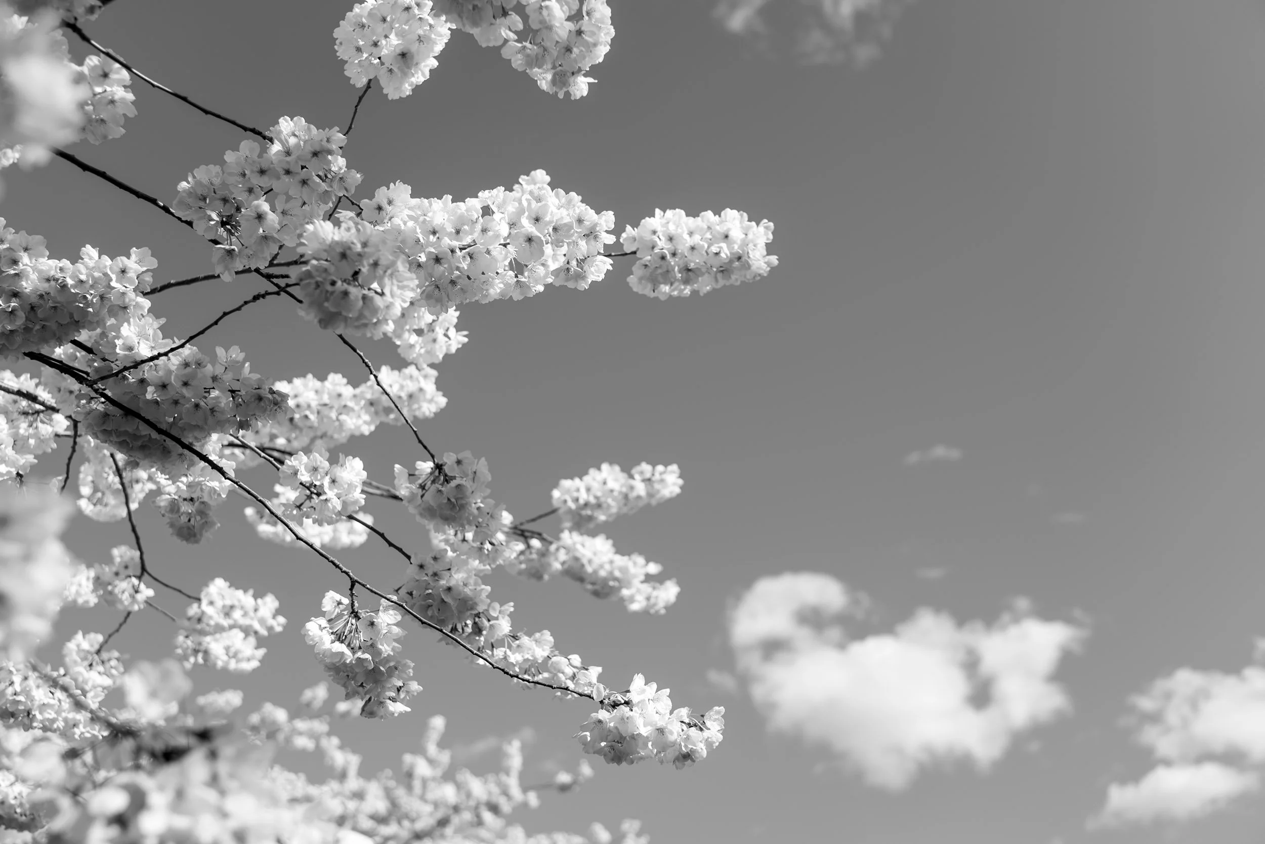 Cherry Blossom, David Lam Park, Vancouver, March 2026