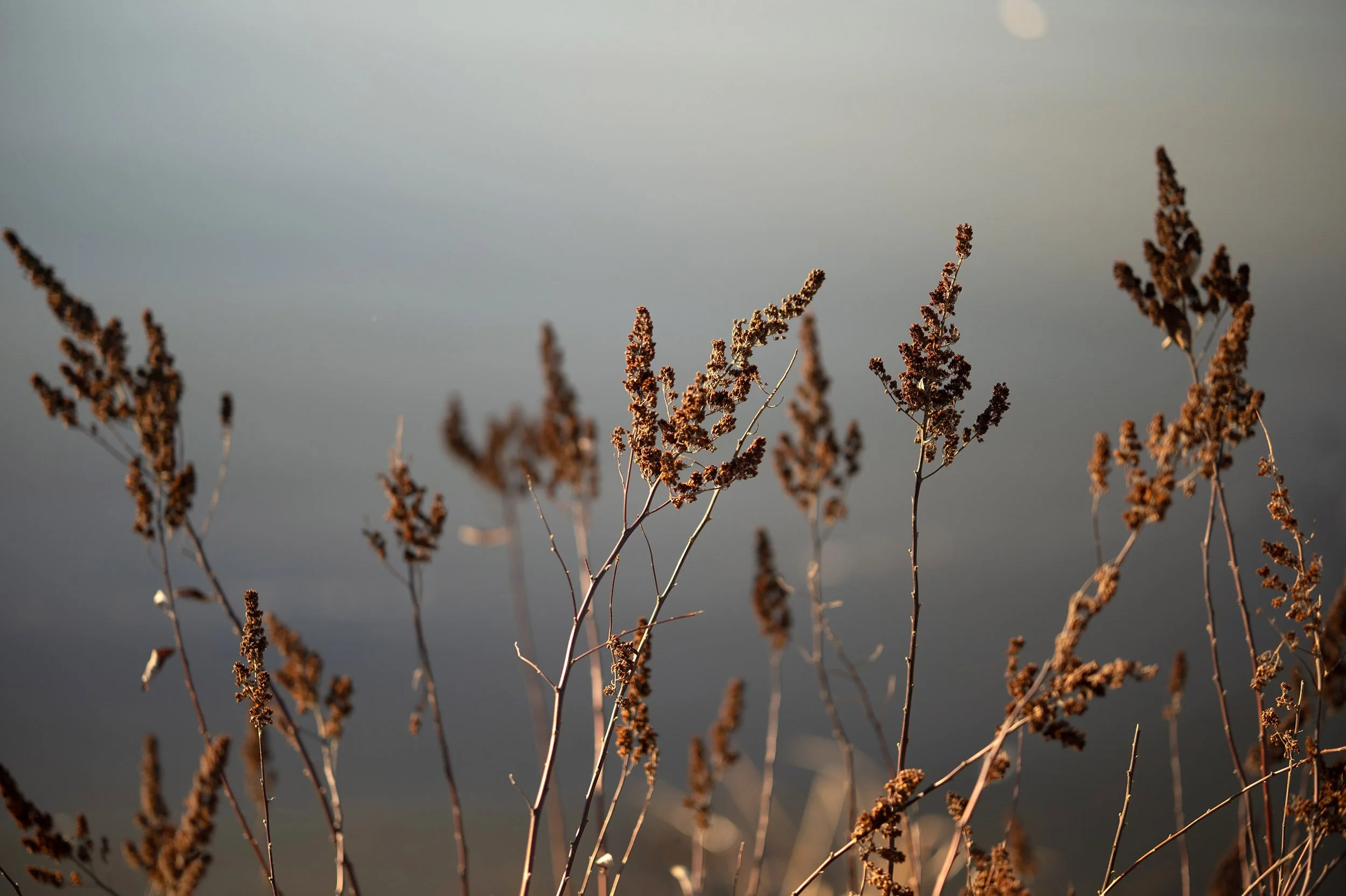 Lake bank foliage. Tree and reflection, Coquitlam River. Sample image from a Viltrox 56mm f/1.2 Z (Nikon Z-Mount) and Nikon Z8.