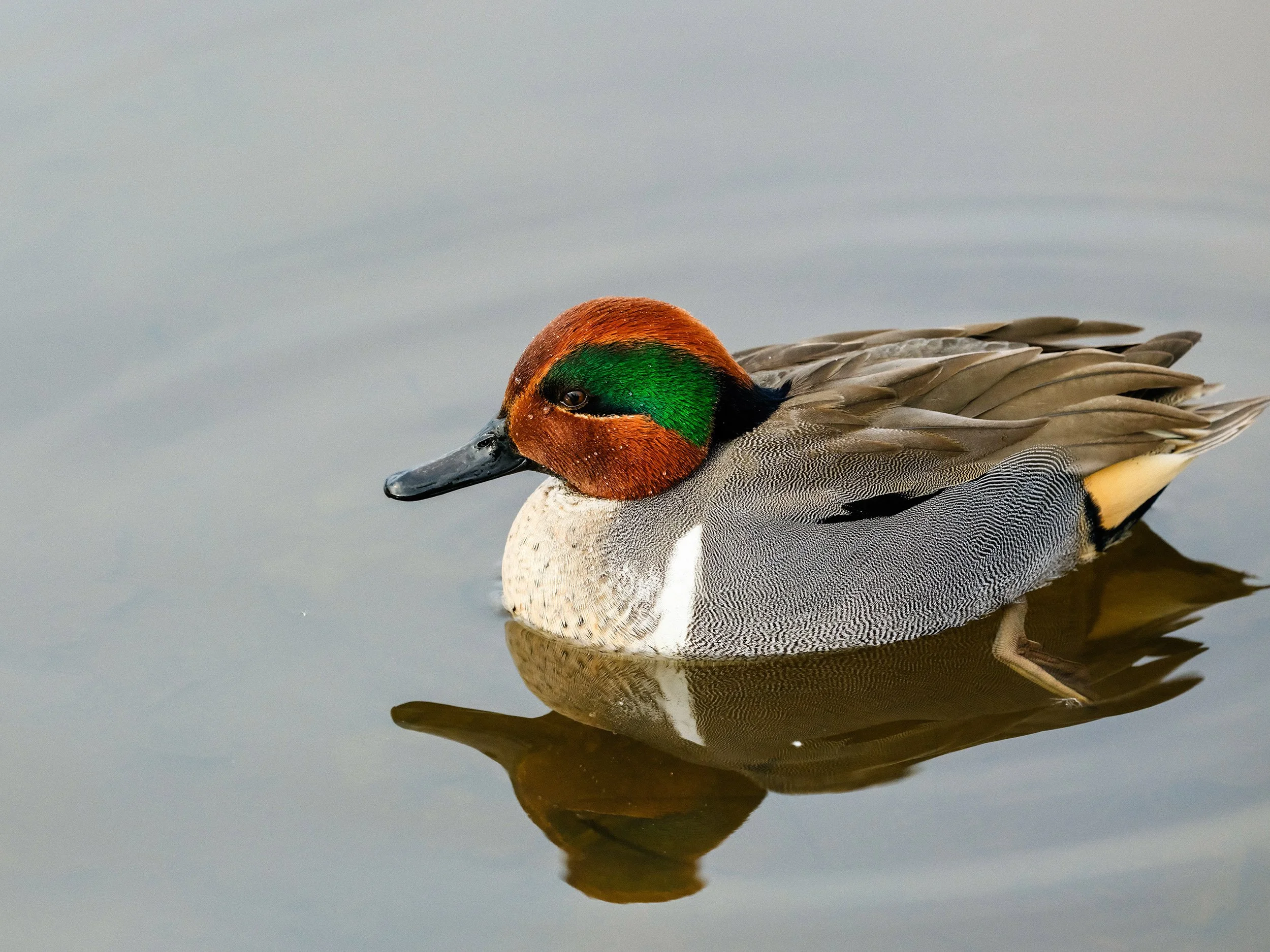 A green-winged teal duck at Burnaby Lake. Sample image from a Fujifilm GF 500mm f/5.6 R LM OIS WR and Fujifilm GFX 100S II.