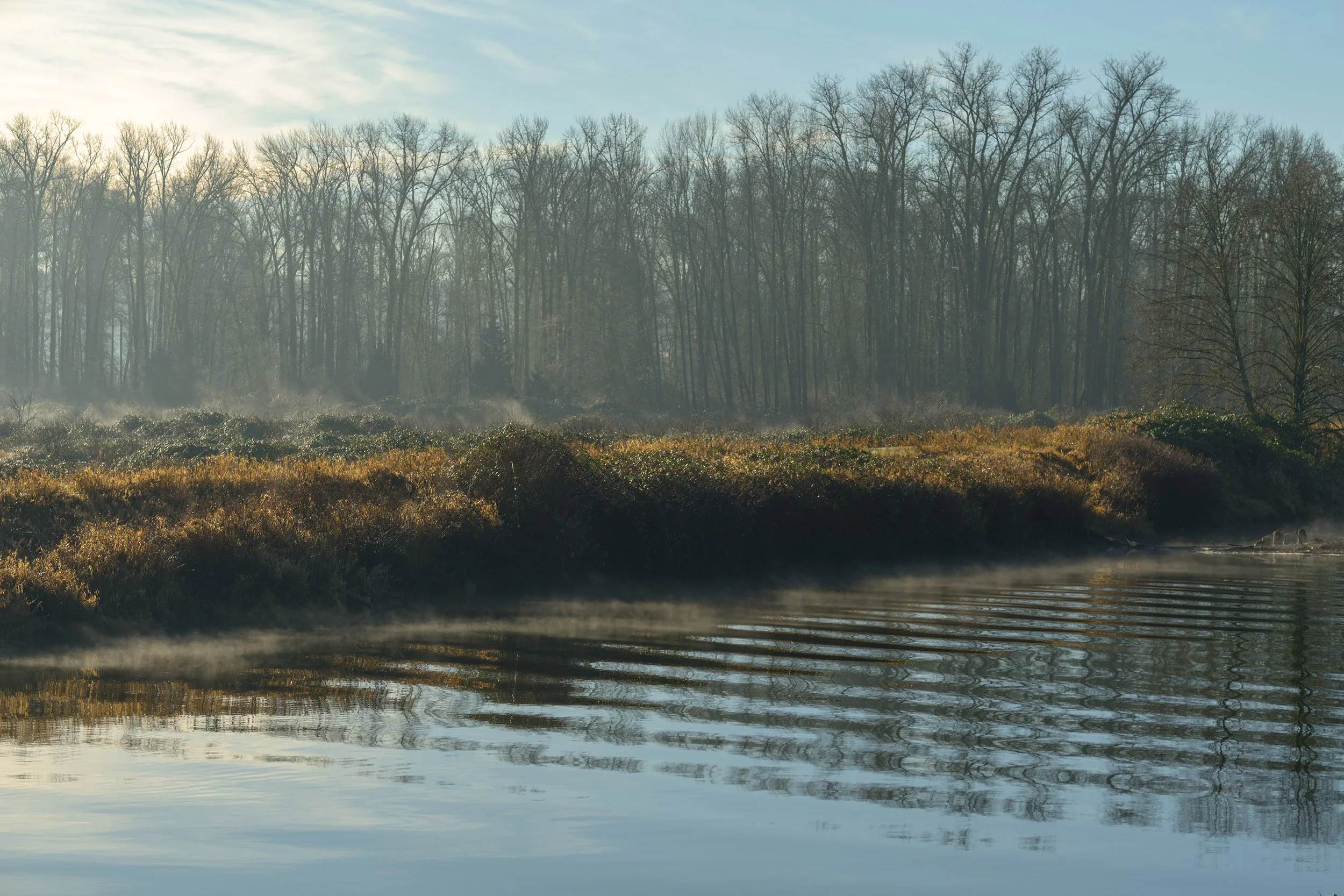 Morning fog at the Coquitlam River, January morning. Tree and reflection, Coquitlam River. Sample image from a Viltrox 56mm f/1.2 Z (Nikon Z-Mount) and Nikon Z8.