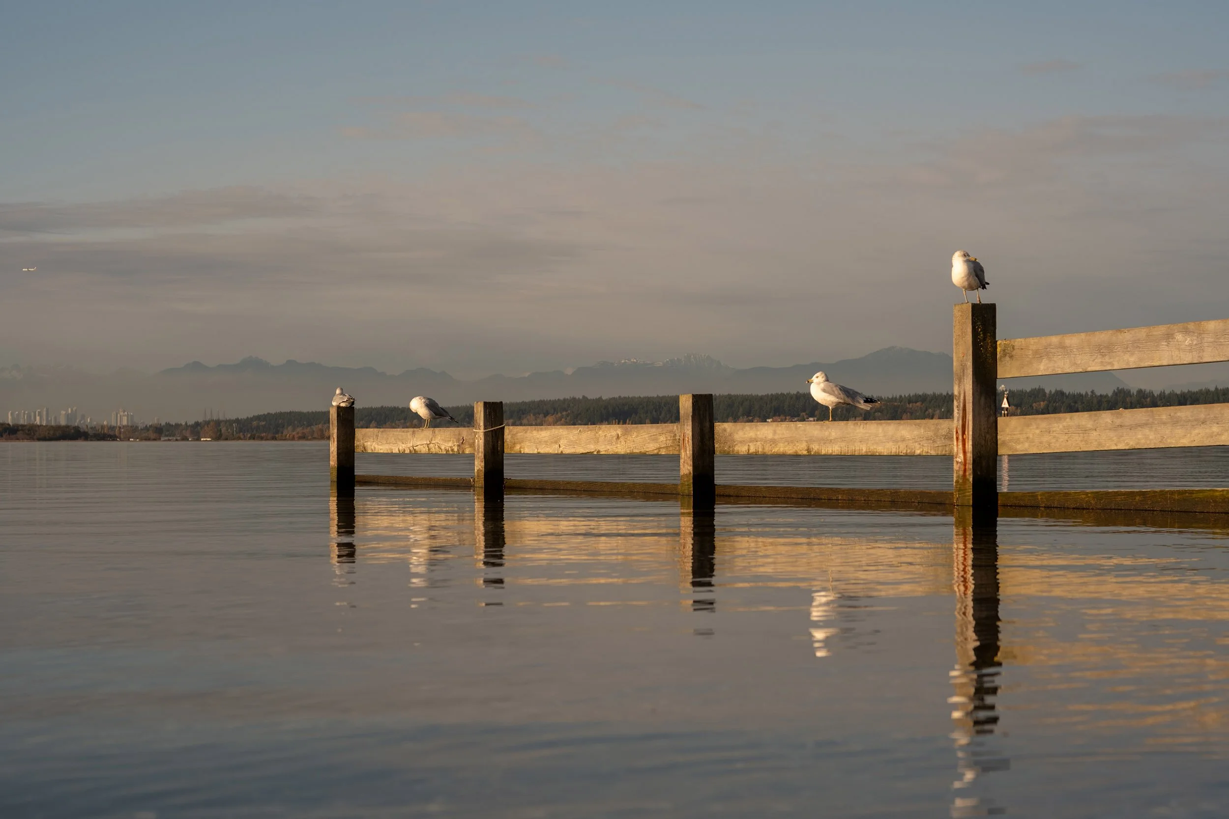 Seagulls at Crescent Beach, BC, Canada. Sample image from a Fujifilm X-E5 and Voigtländer Nokton 50mm f/1.2 VM