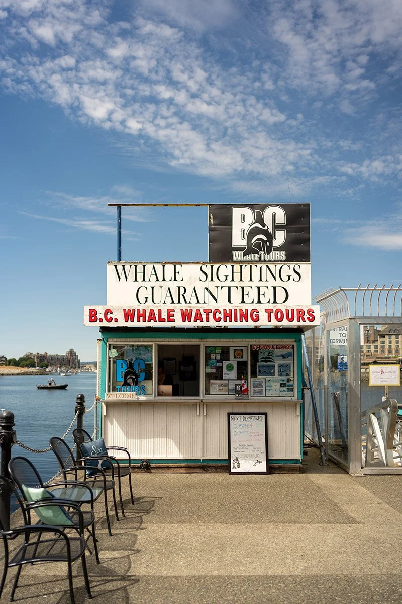 bc-whale-watching-tours-victoria.jpg