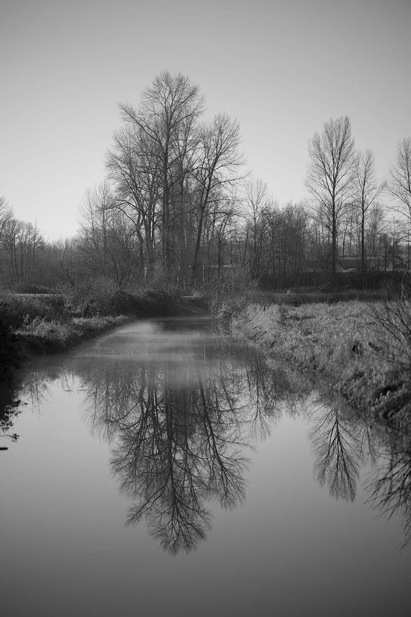 Tree and reflection, Coquitlam River. Sample image from a Viltrox 56mm f/1.2 Z (Nikon Z-Mount) and Nikon Z8.