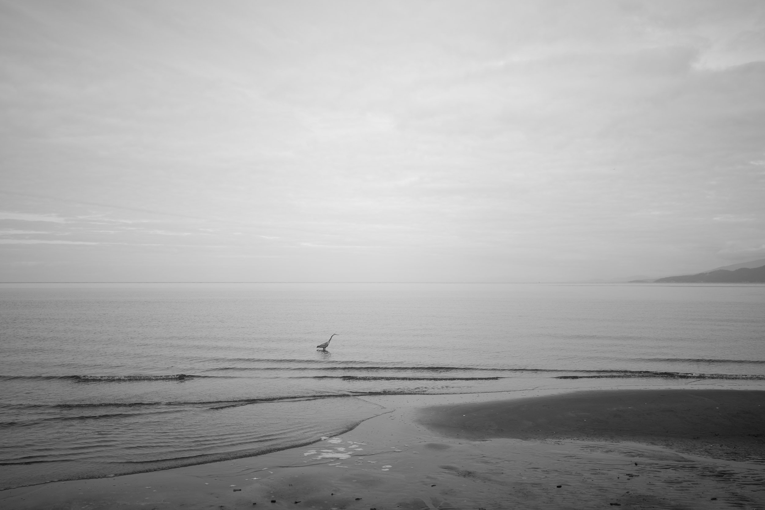 A heron at Wreck Beach in Vancouver. Sample image from a Sigma 35mm f/1.4 DG II Art and Leica SL2-S.