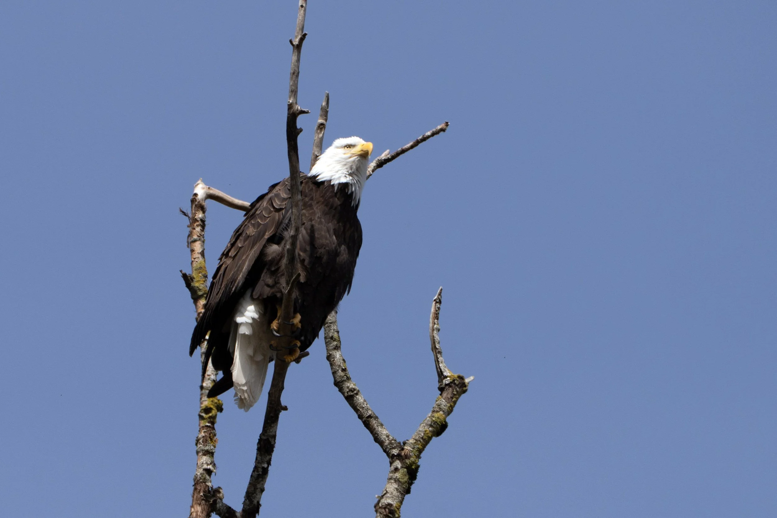 Bald Eagle at Harrison Mills, BC, Canada, April 2026