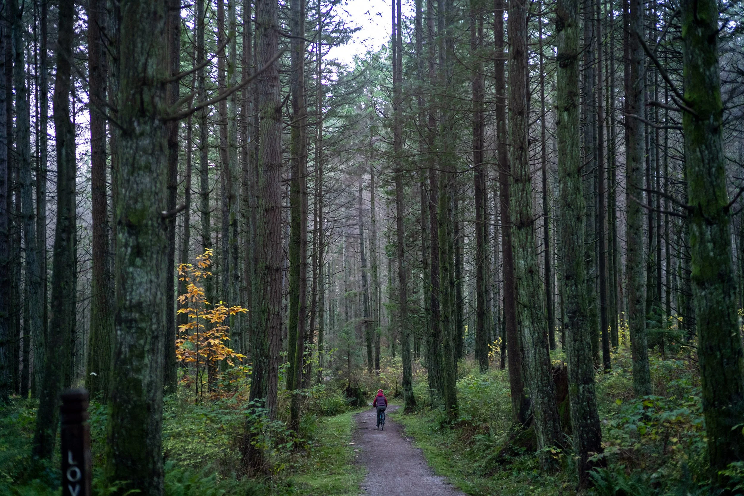 Biking on a November day in Stanley Park.