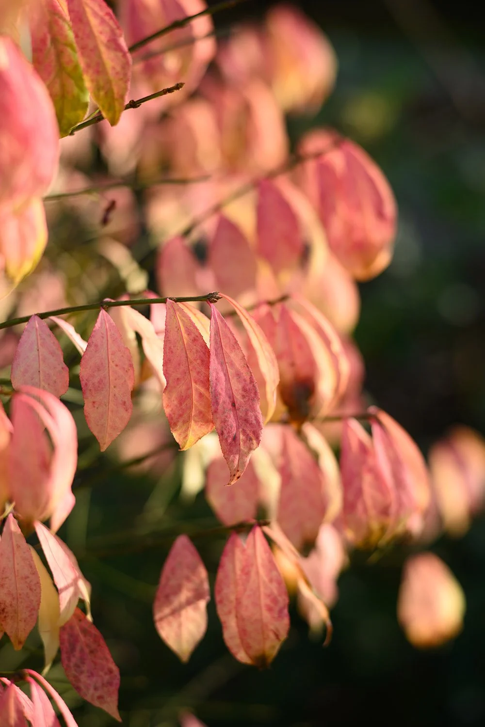 Fall colored leaves in Stanley Park, Vancouver. Sample image from a Nikon Zf and Voigtländer Ultron 75mm f/1.9 MC.