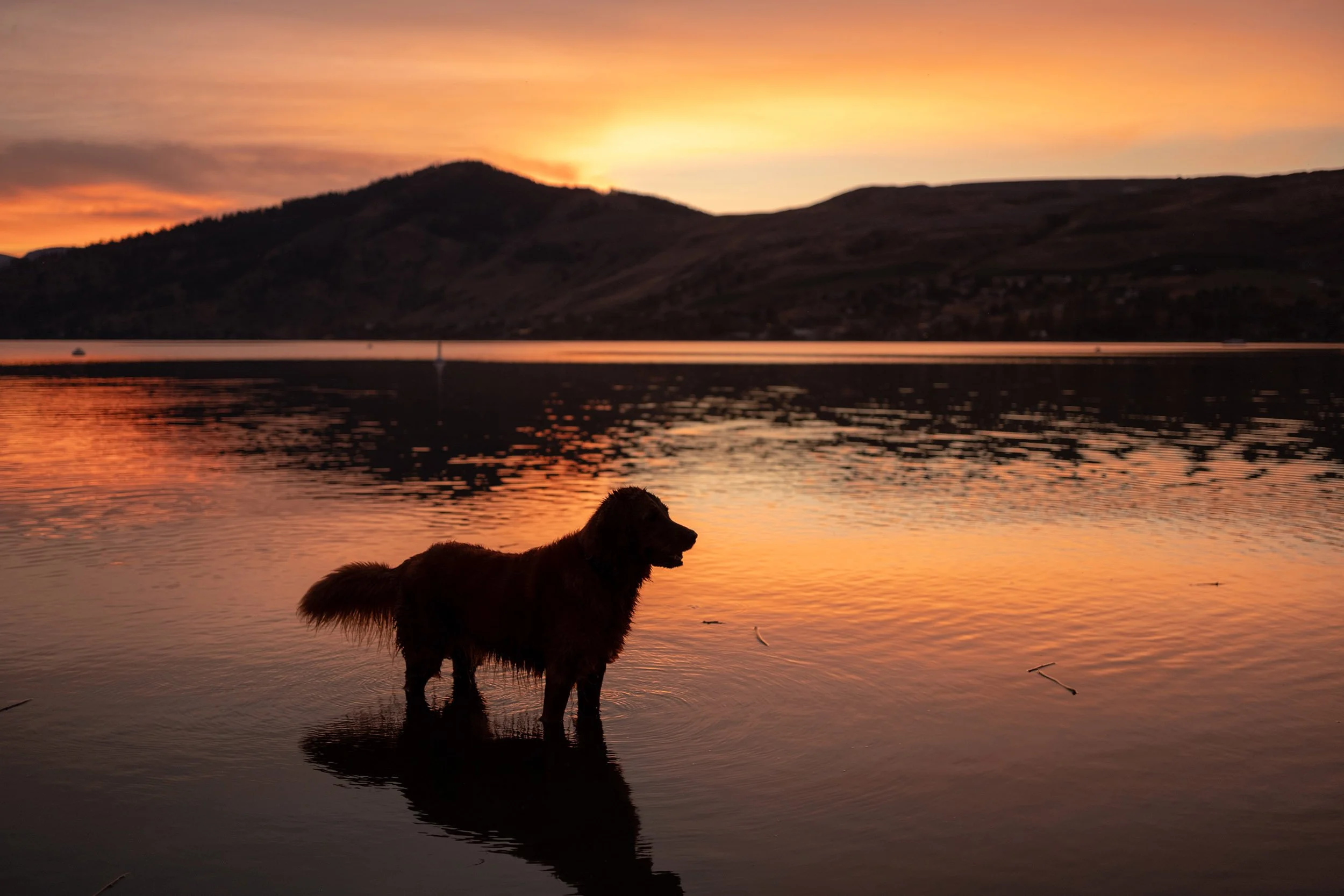 Lucy the dog at Okanagan Lake in Vernon. Sample image from a Fujifilm XF 23mm f/1.4 R LM WR and Fujifilm X-Pro2.