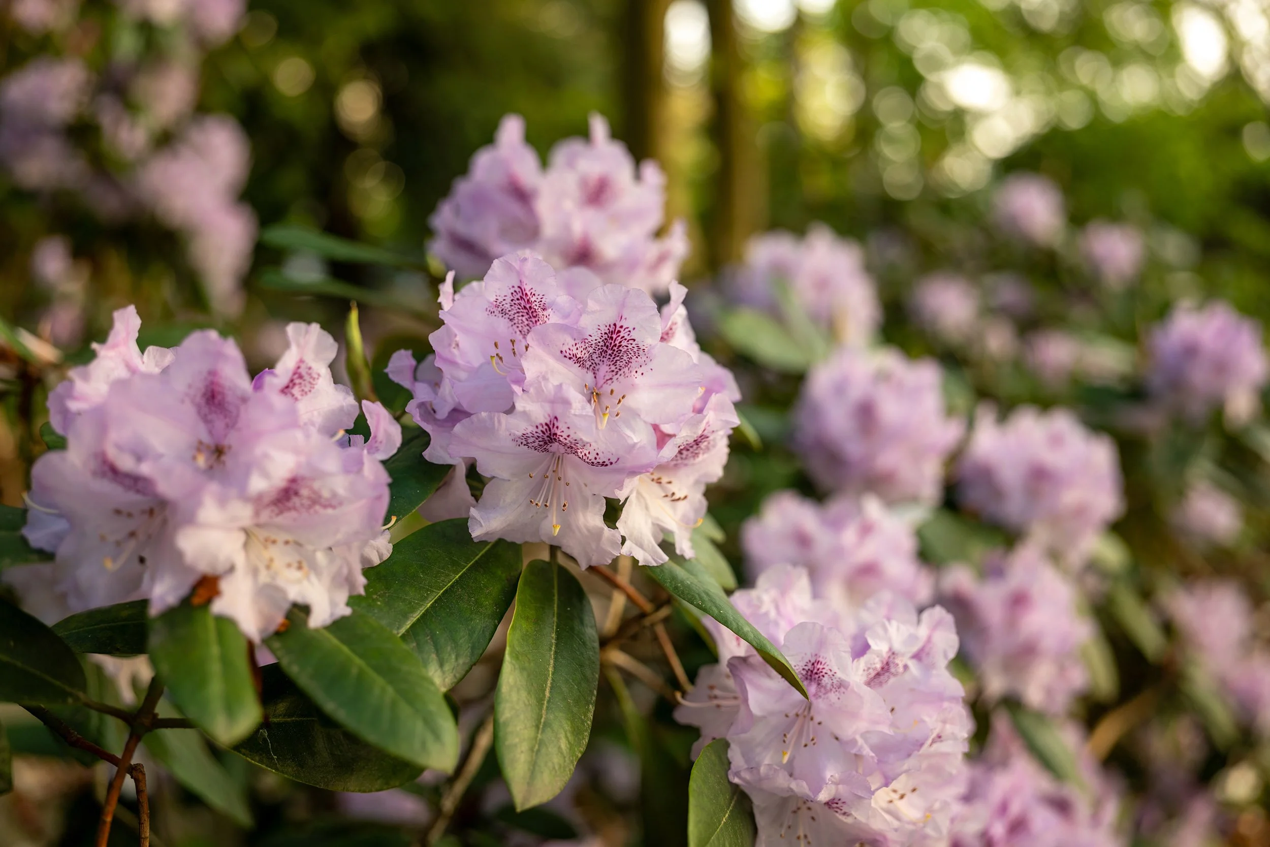 Rhododendron in Stanley Park, Vancouver. Sample image from a Sigma 35mm f/1.4 DG II Art and Leica SL2-S.